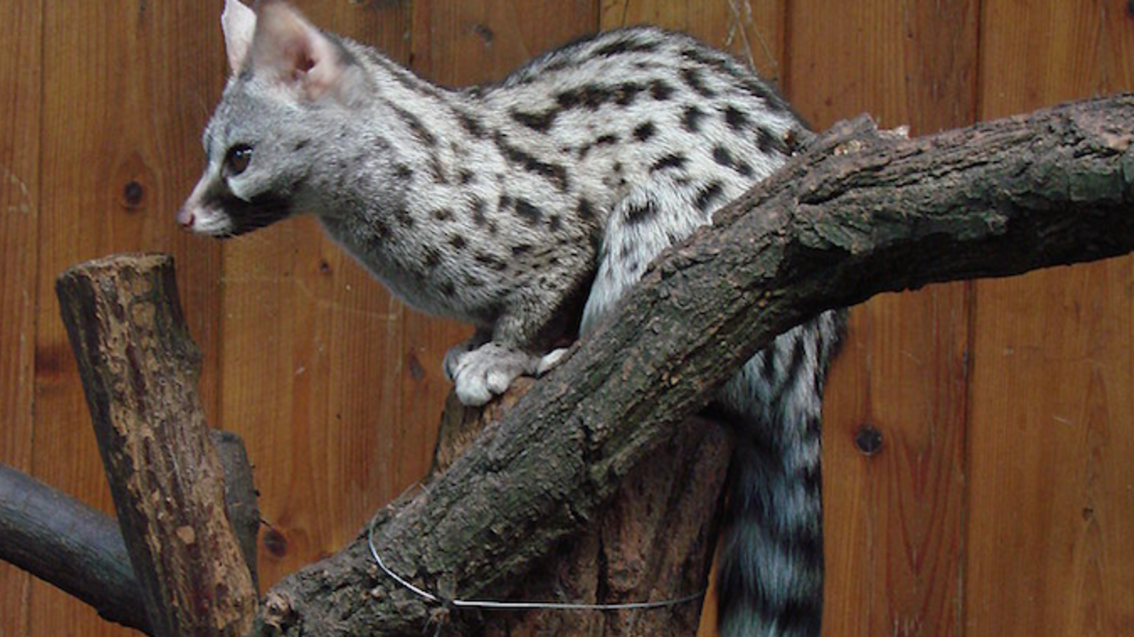 8 Close But Not Quite Cats Mental Floss