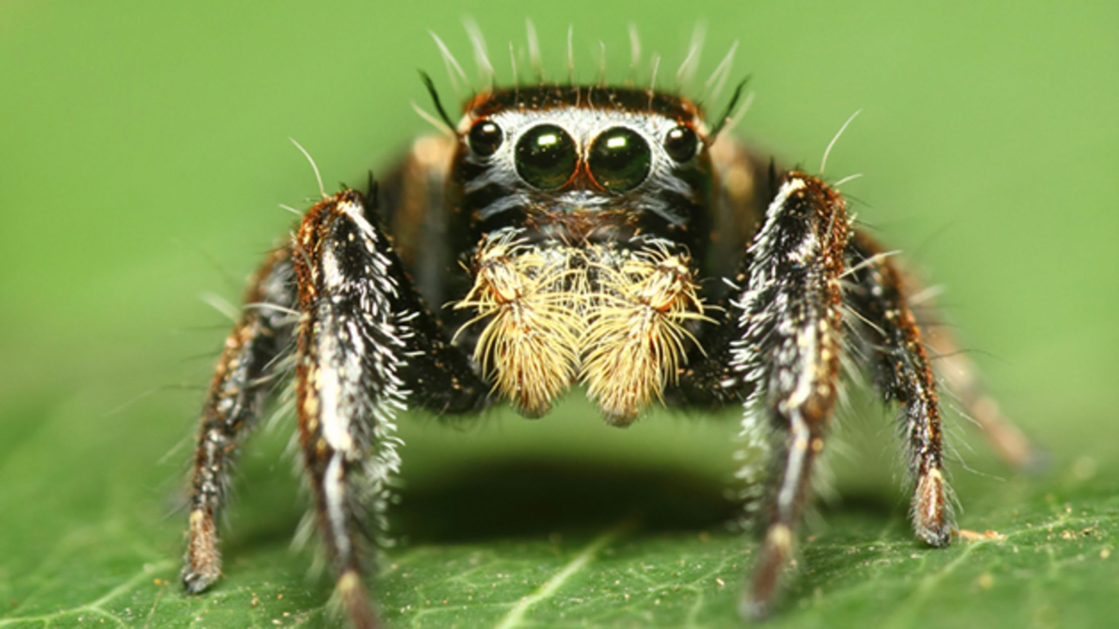 Scientists Make 3d Printed Harness To Study Spider Brains Mental