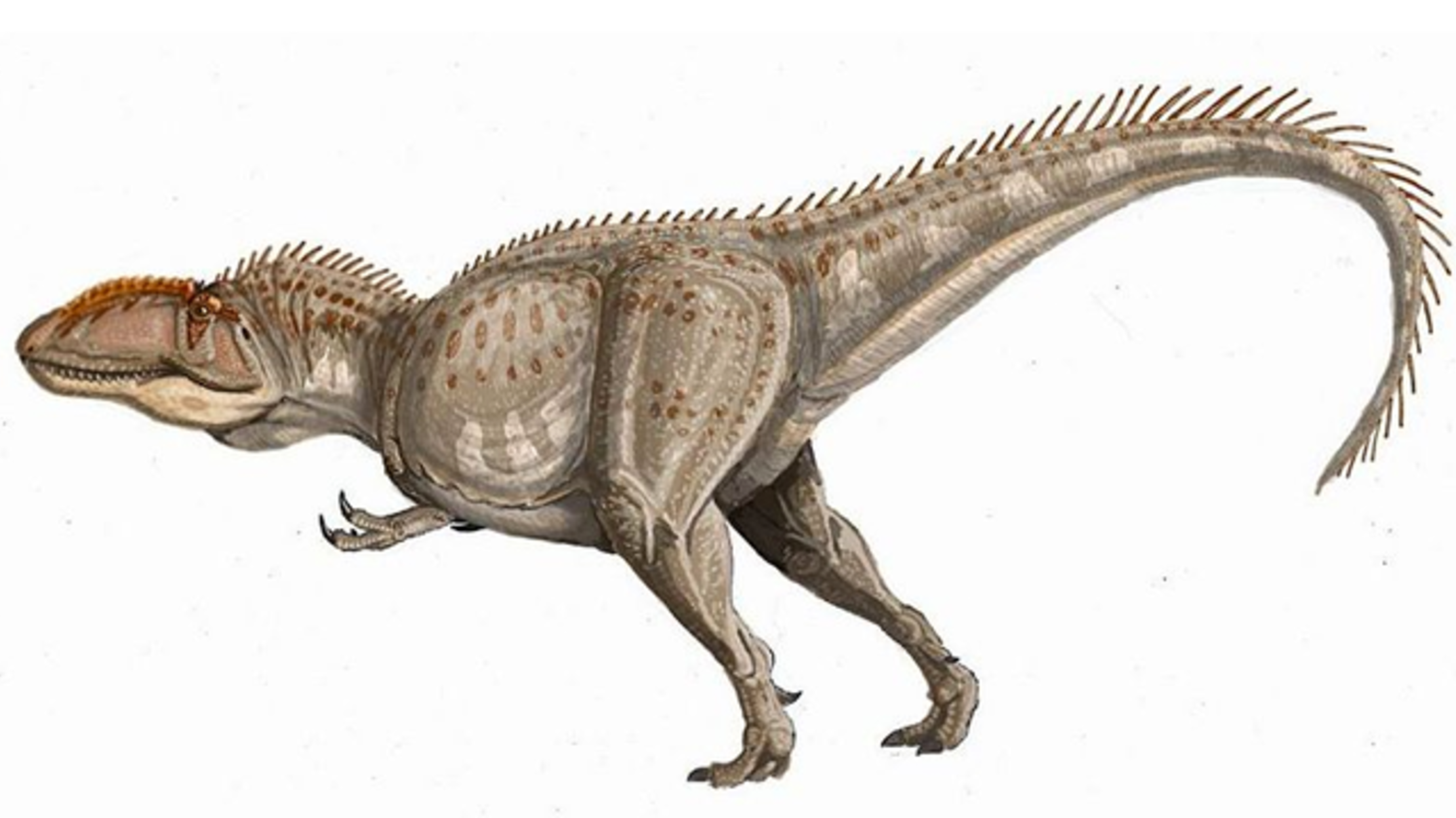 Giganotosaurus carolinii