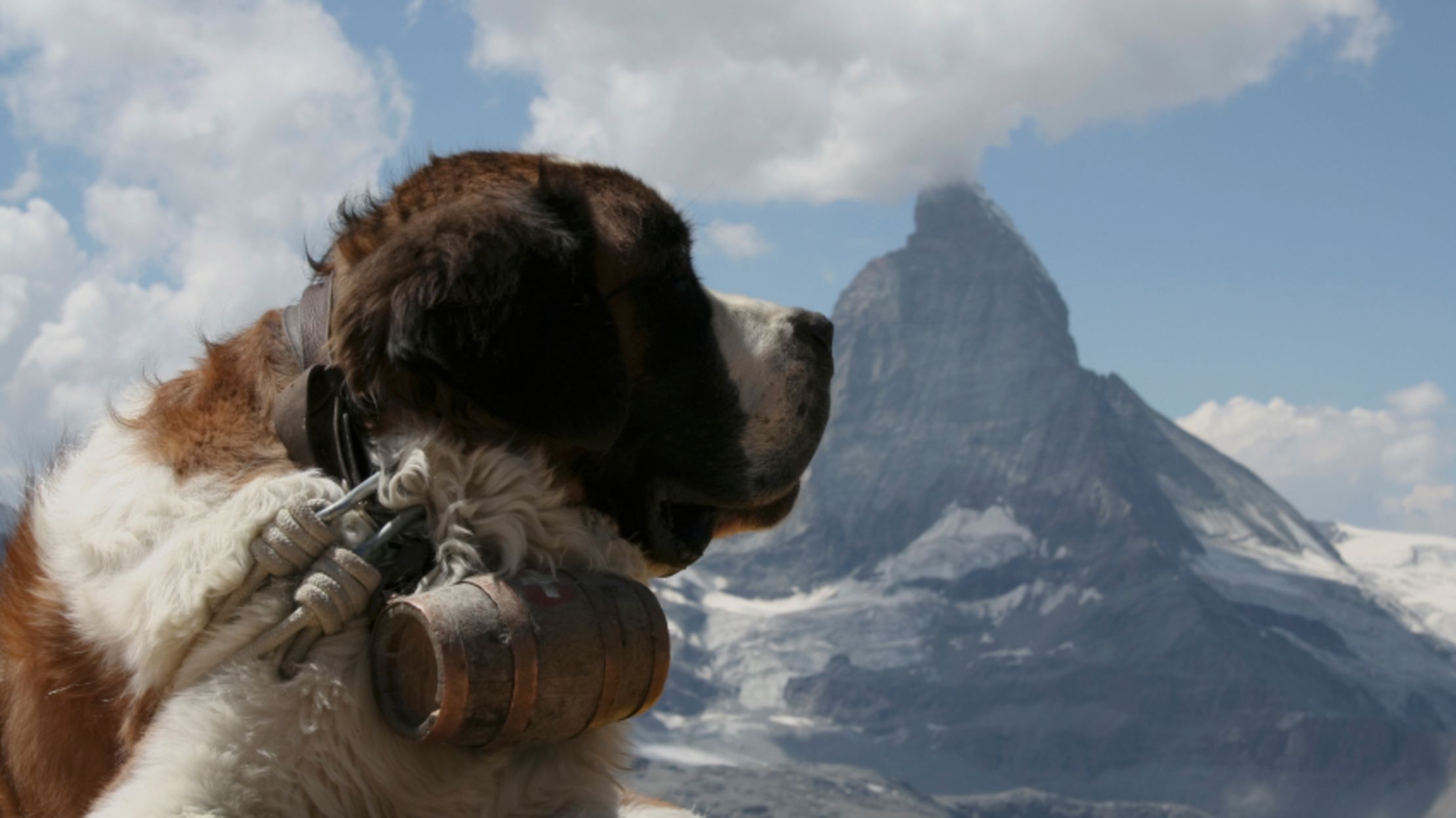 Why Are St. Bernards Always Depicted With Barrels Around Their Necks