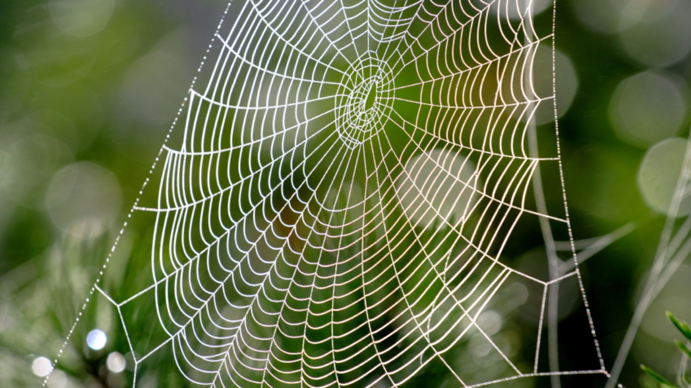 Why Don't Spiders Stick to Their Own s? Mental Floss