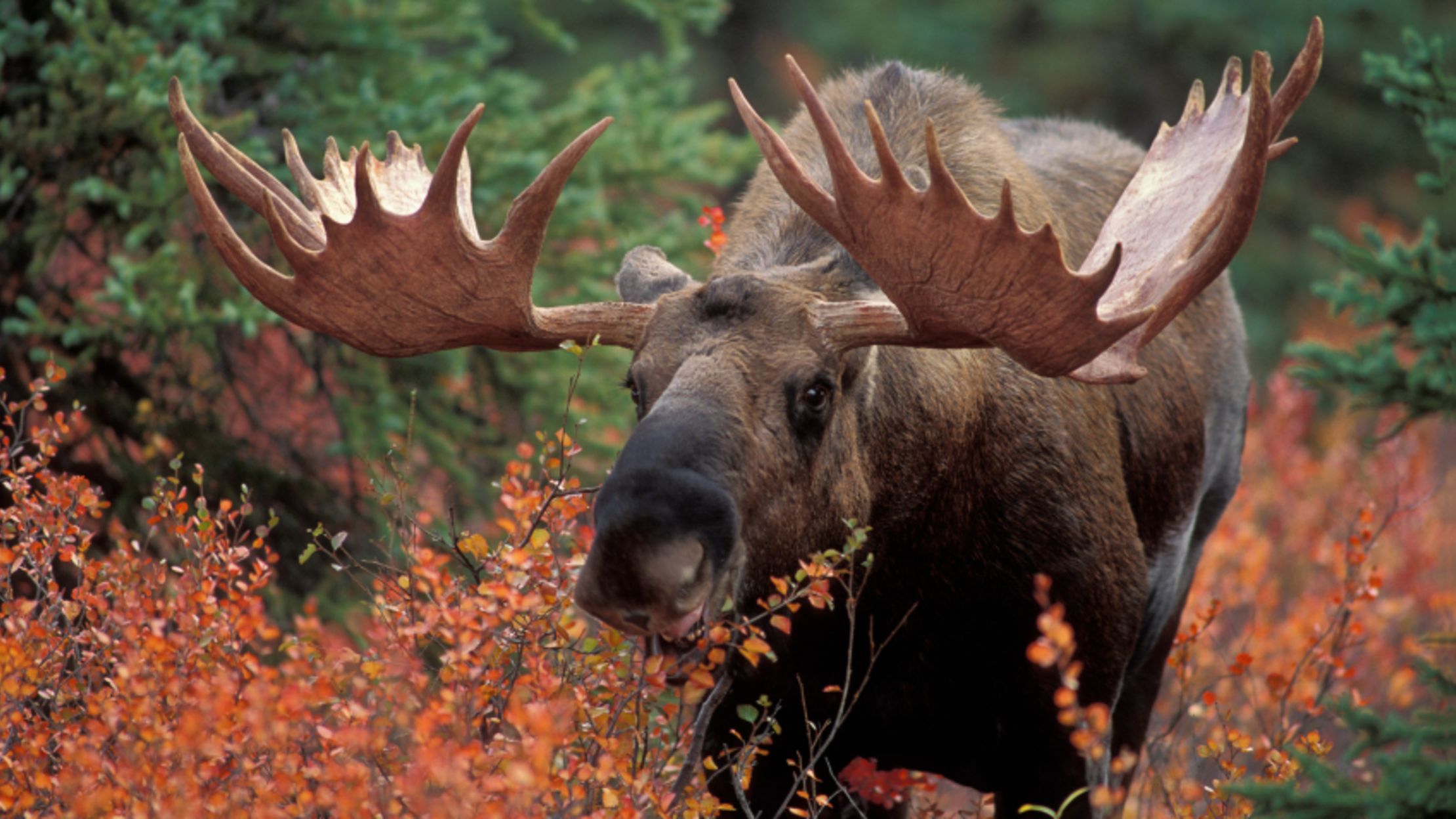 average moose weight
