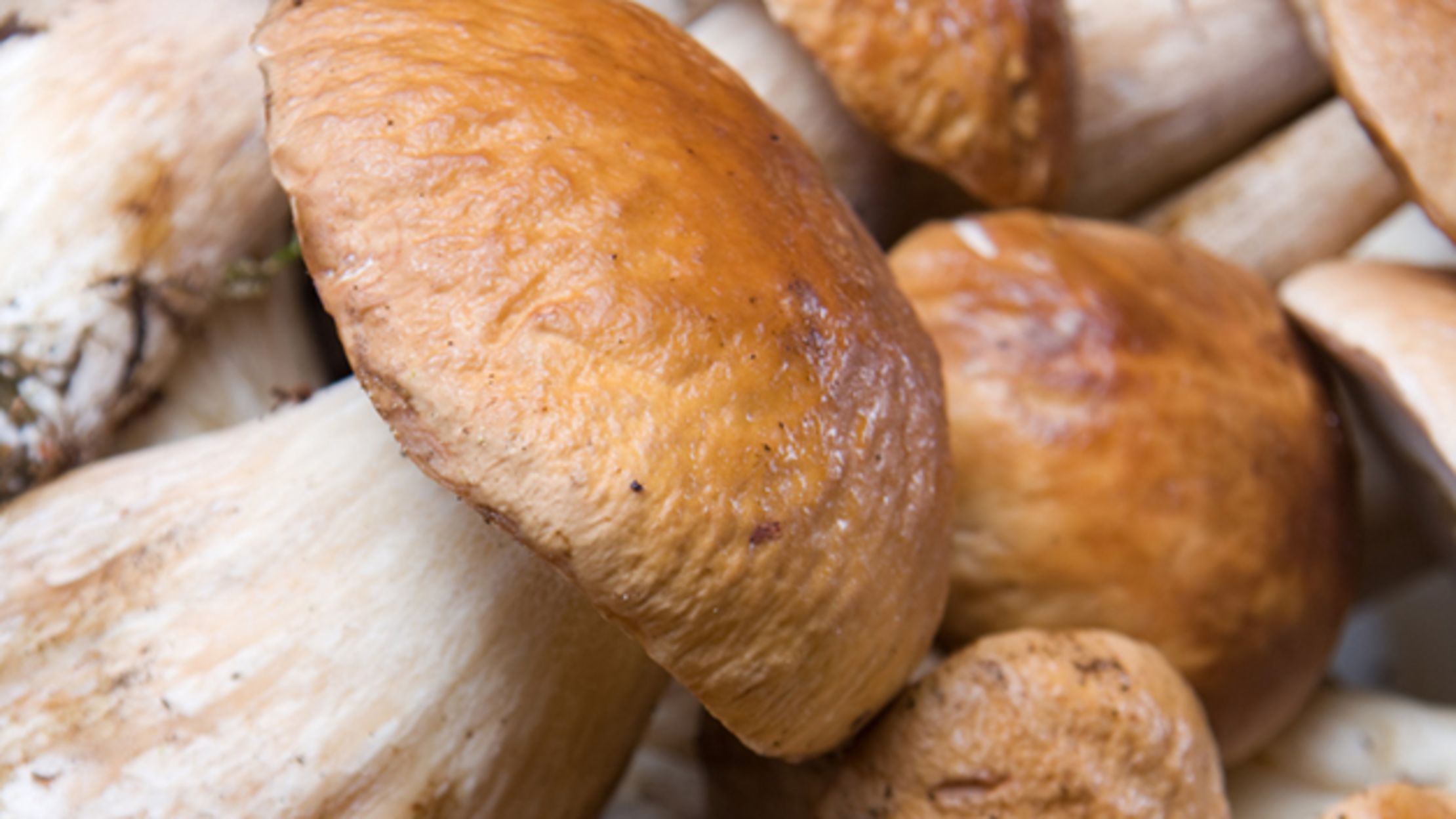 The Mushrooms You're Eating for Dinner Could be a New Species Mental