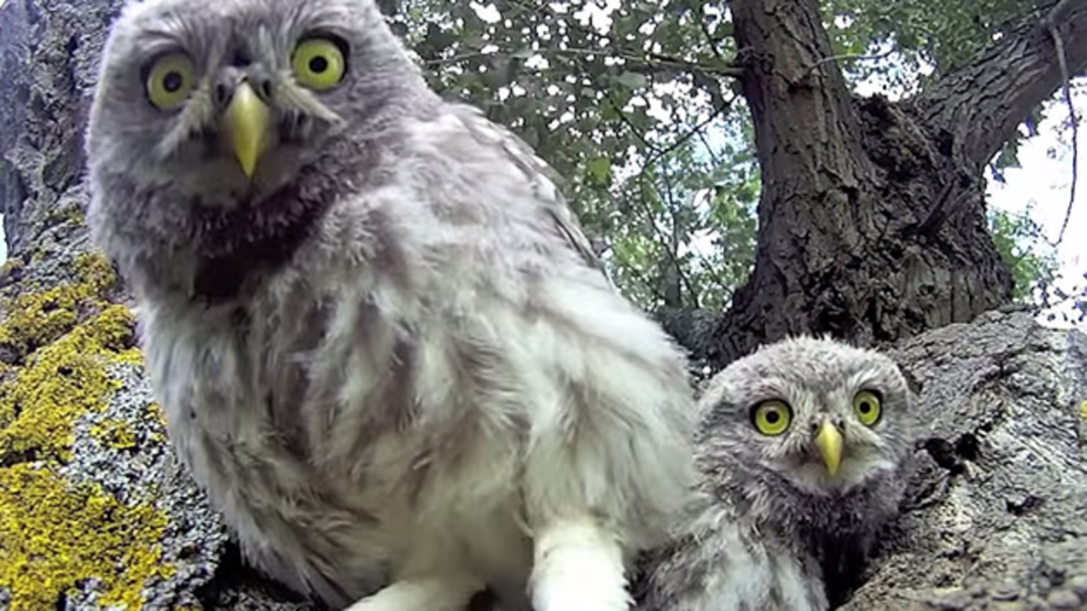 9 Awesome Videos Of Animals Discovering Cameras Mental Floss