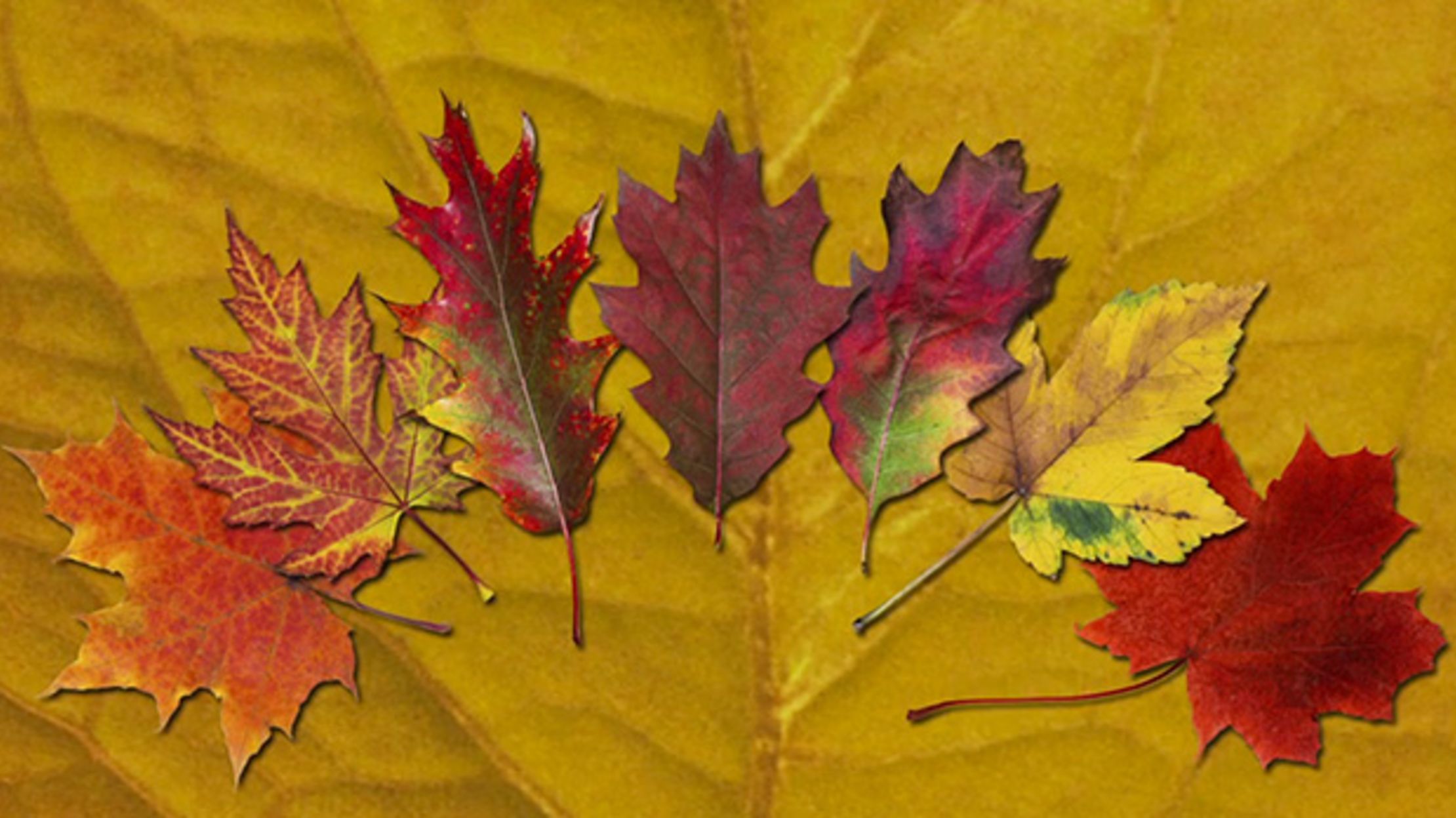 Why Do Leaves Change Color in Autumn? | Mental Floss