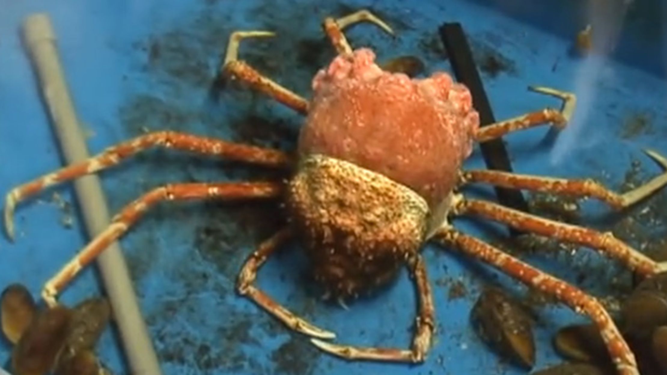The Molting Mildly Revolting Japanese Spider Crab Mental Floss