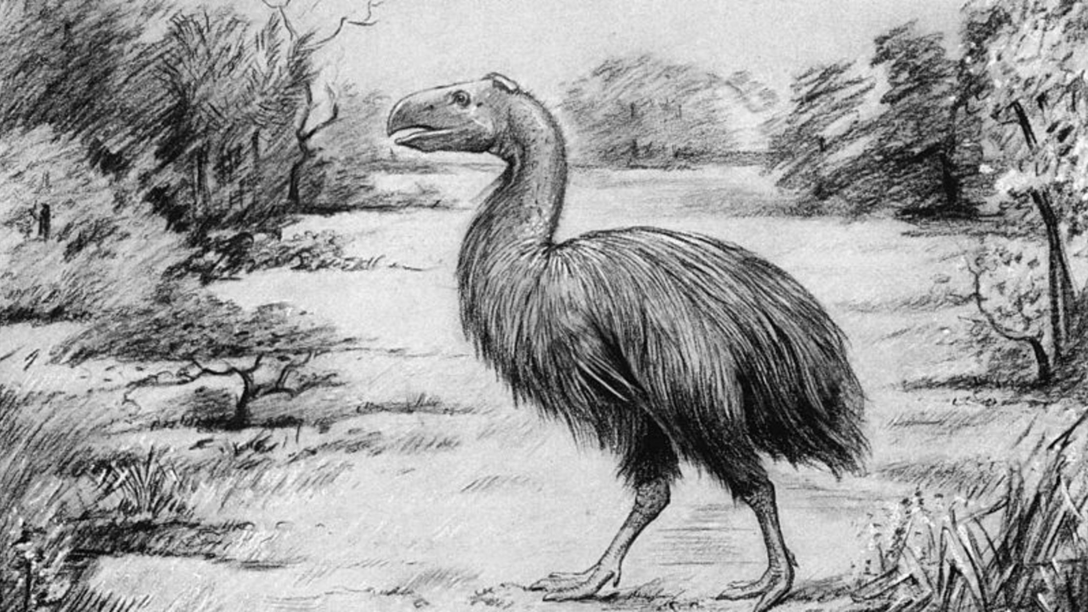 9 Extinct Big Birds Mental Floss