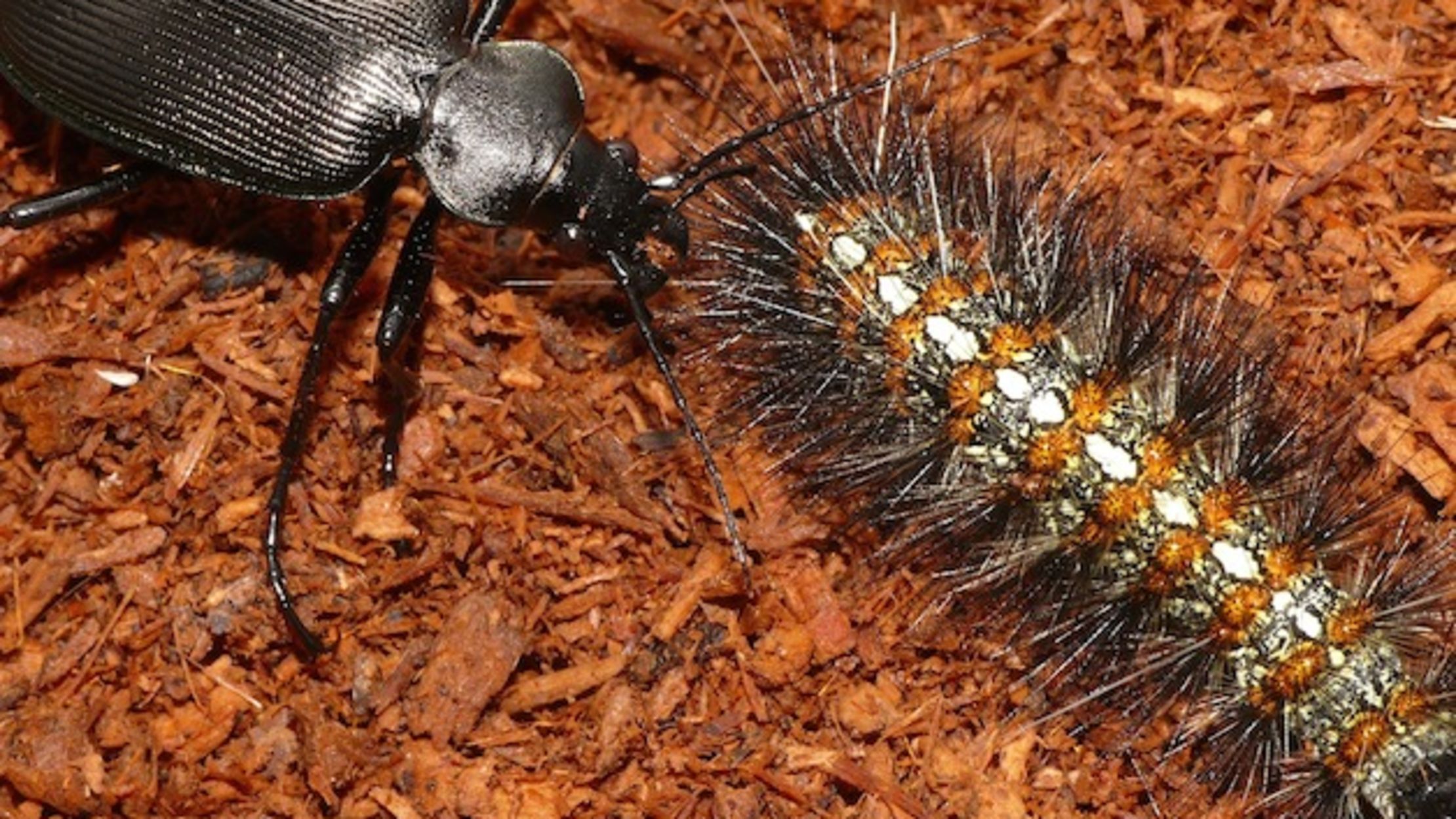 Caterpillars Fur Coats Protect Them From Predators Mental Floss