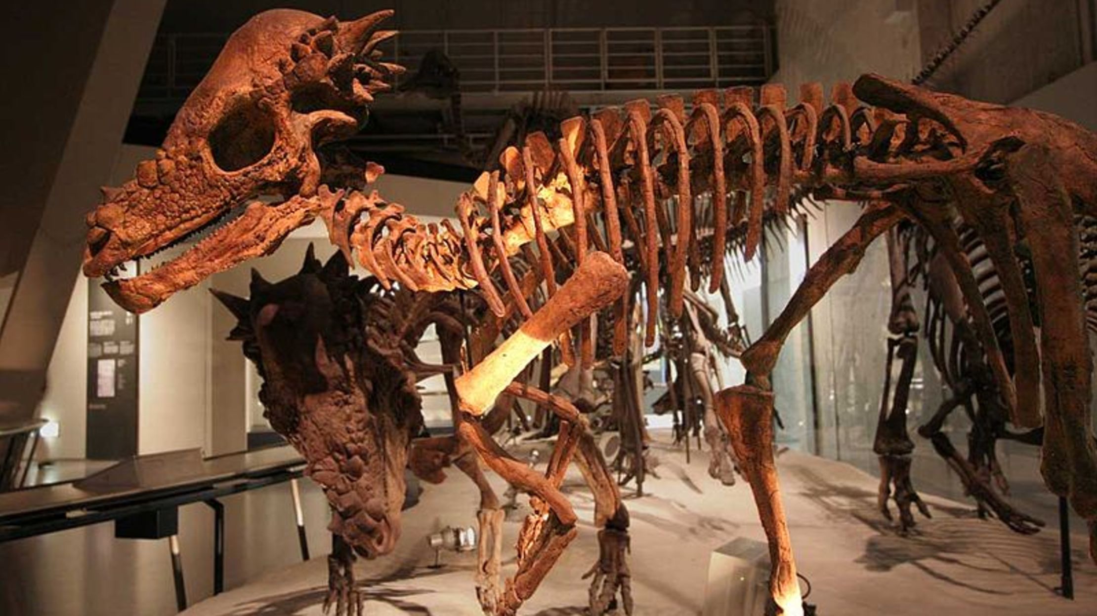 10 Bone Headed Facts About Pachycephalosaurus Mental Floss