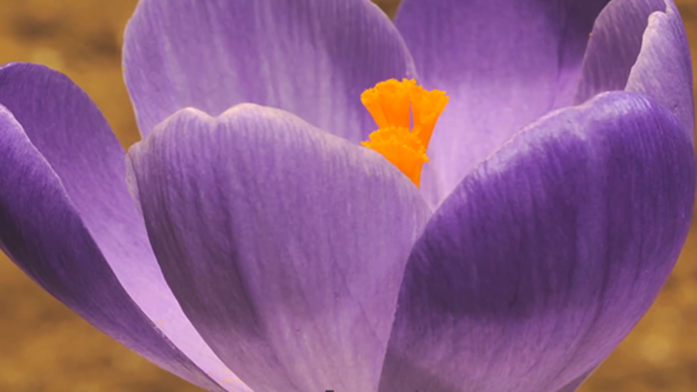Flowers Opening in Timelapse | Mental Floss