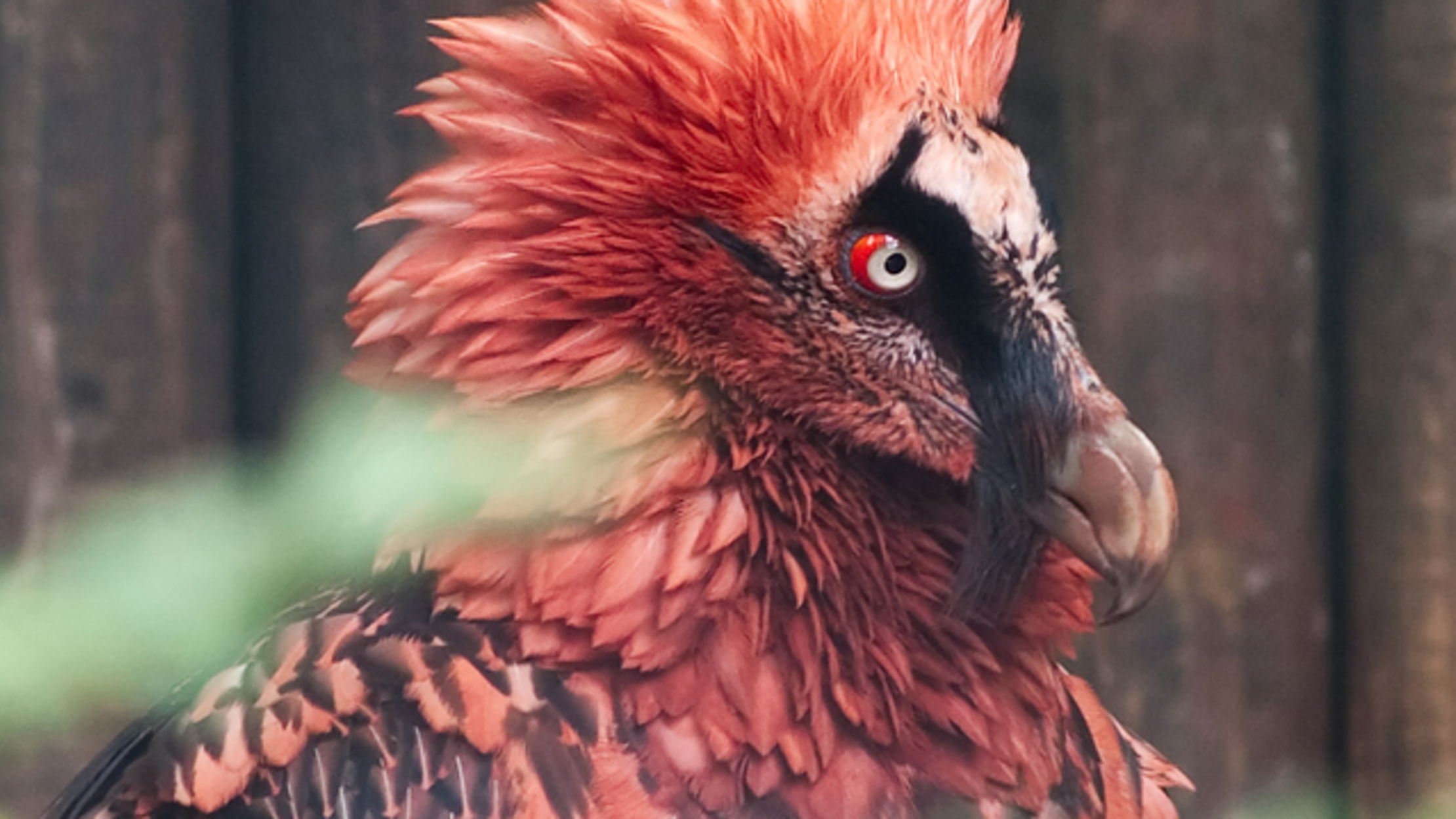 11 Facts About the Bone-Eating Bearded Vulture | Mental Floss