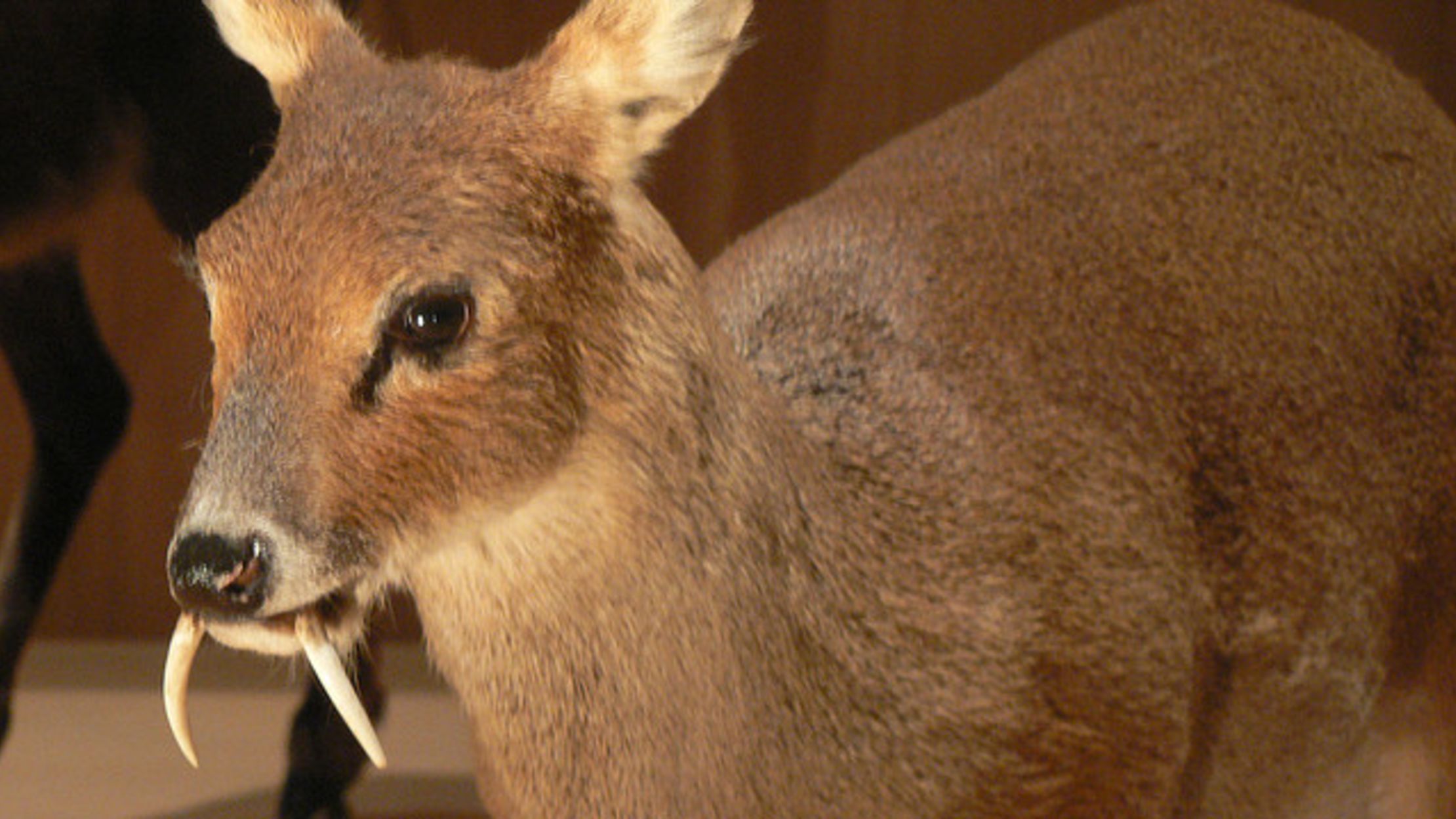 Meet Asia’s SaberToothed Deer Mental Floss