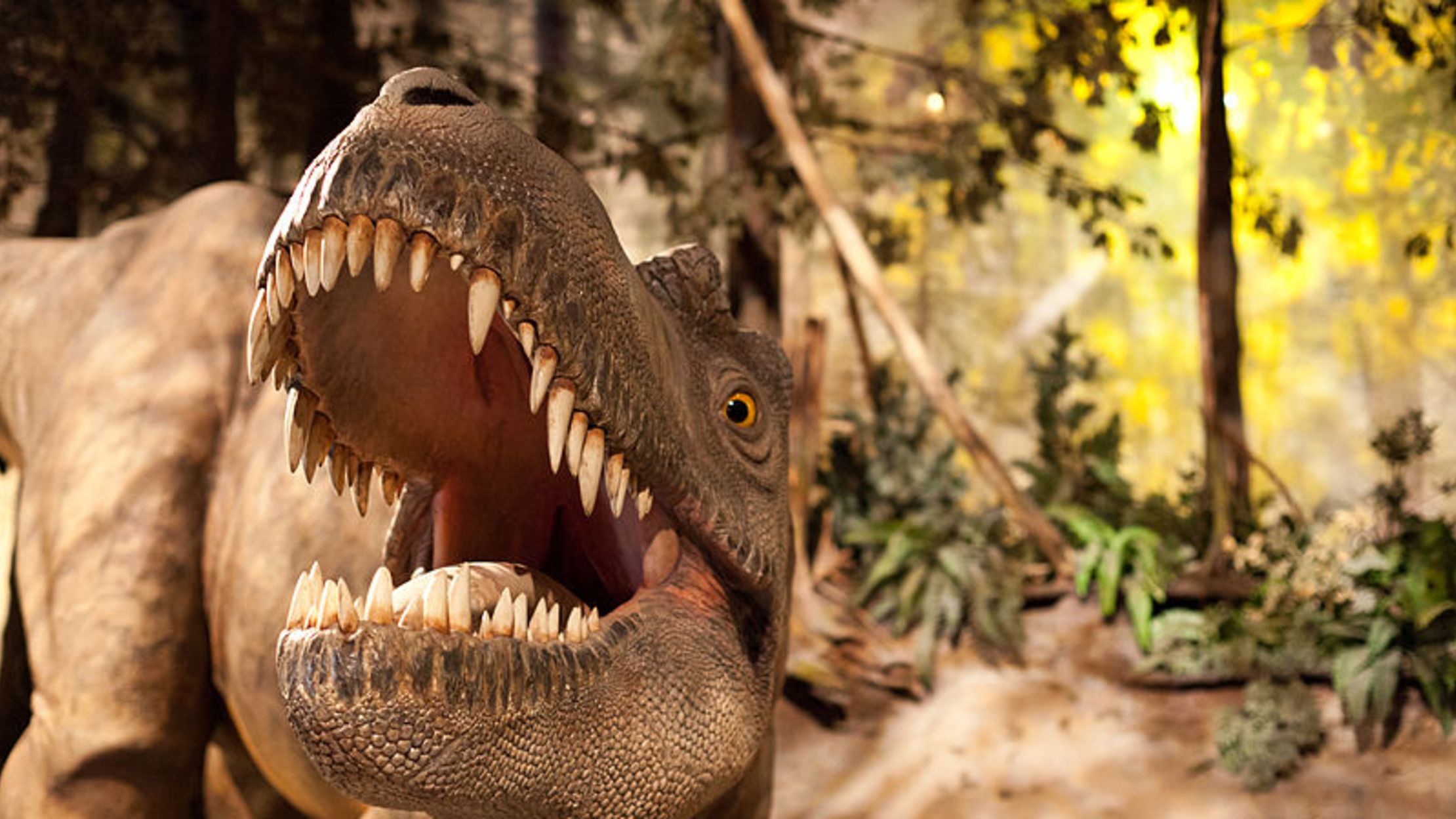 10 Predatory Facts About Albertosaurus Mental Floss