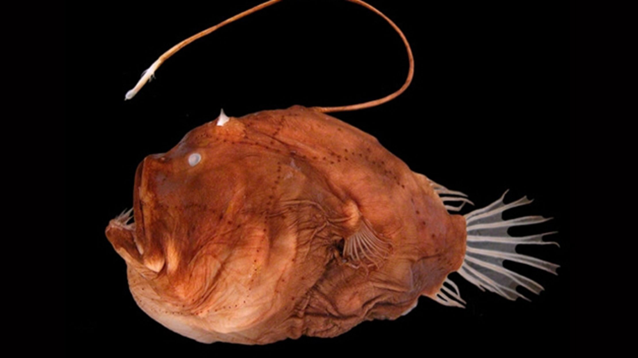 The Horrors Of Anglerfish Mating Mental Floss The Horrors Of Anglerfish Mating Mental Floss