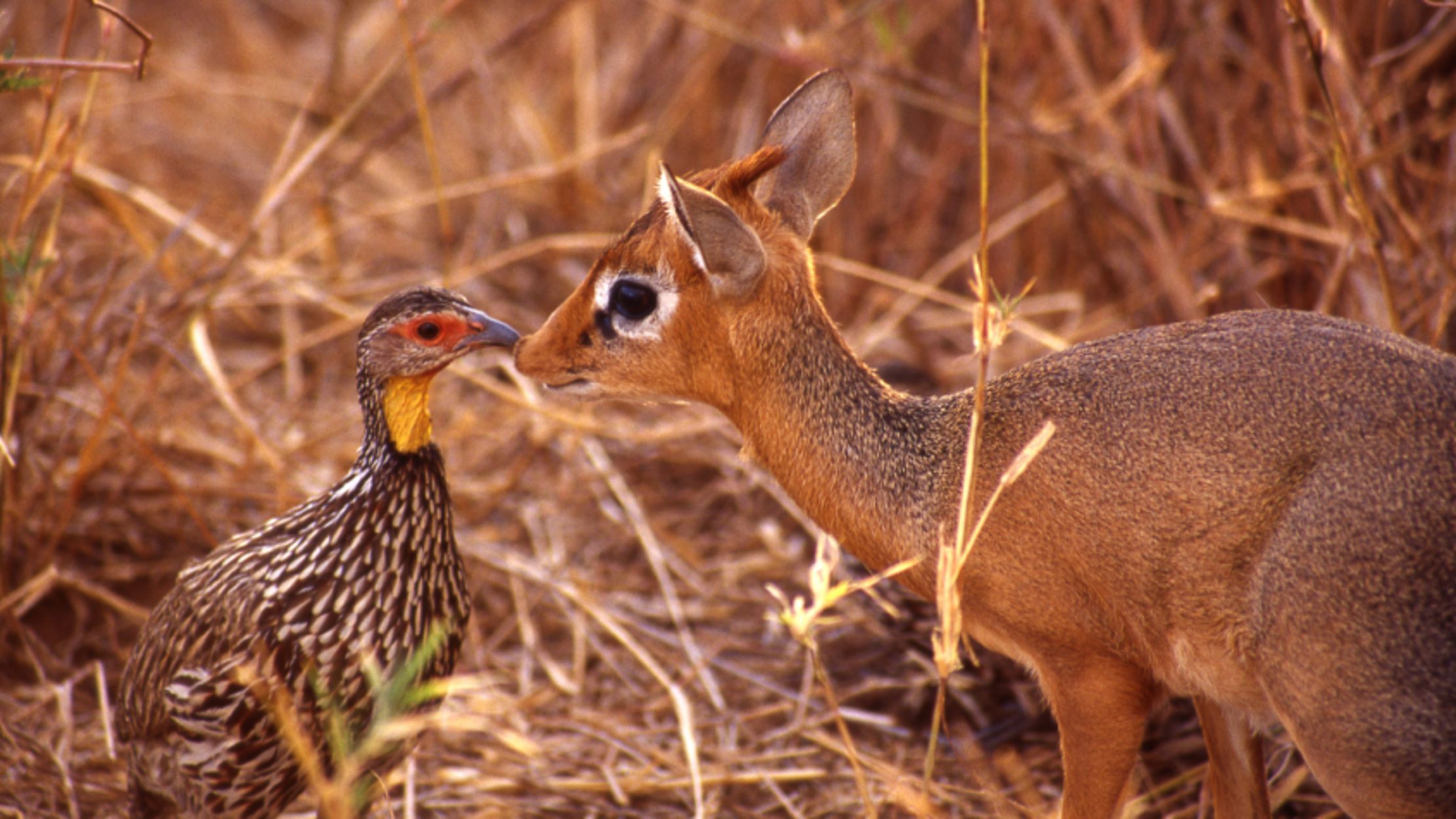 9 Fun Facts About the Dik-Dik | Mental Floss