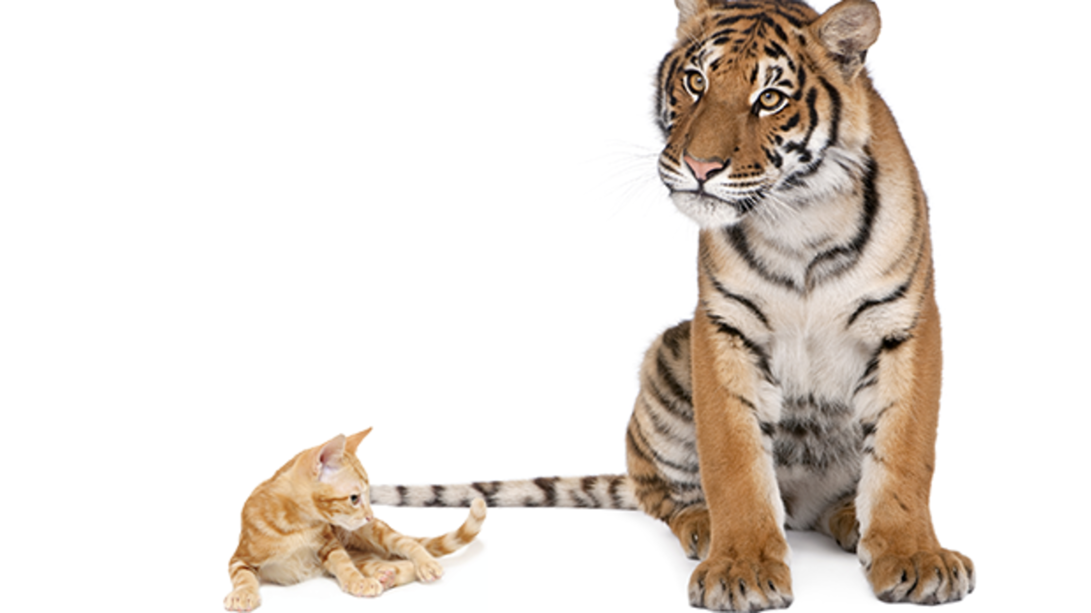 11 Ways Big Cats Are Just Like Domestic Cats Mental Floss