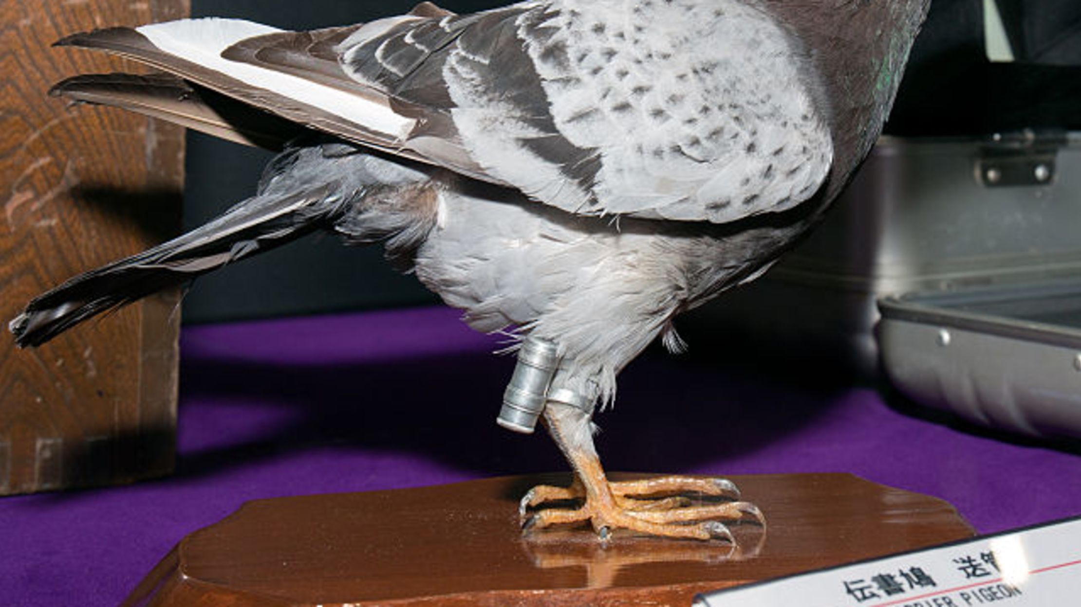 Weekend Links Pigeon Mail Mental Floss