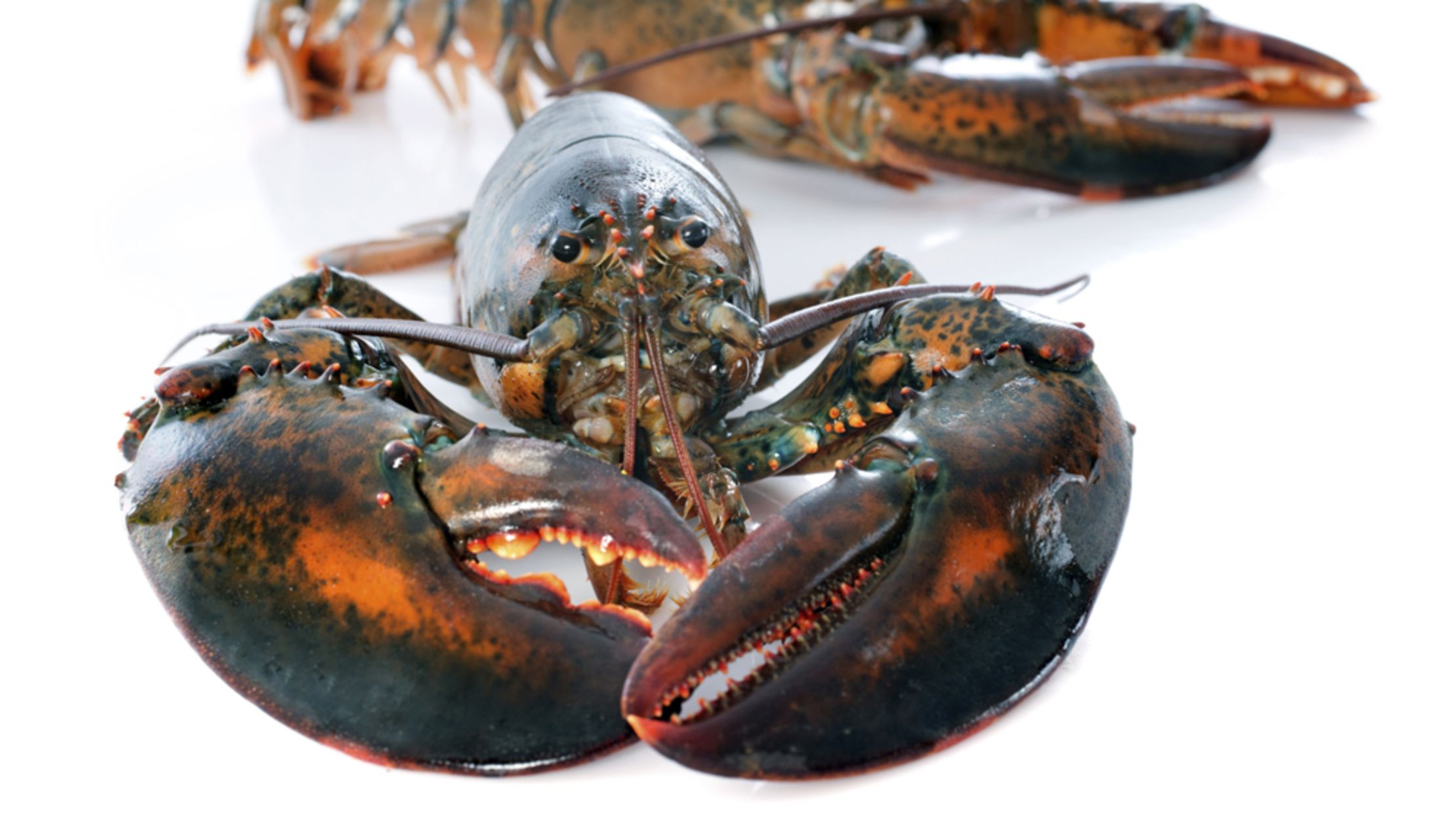 25 Delicious Facts About Lobsters | Mental Floss 25 Delicious Facts About Lobsters | Mental Floss