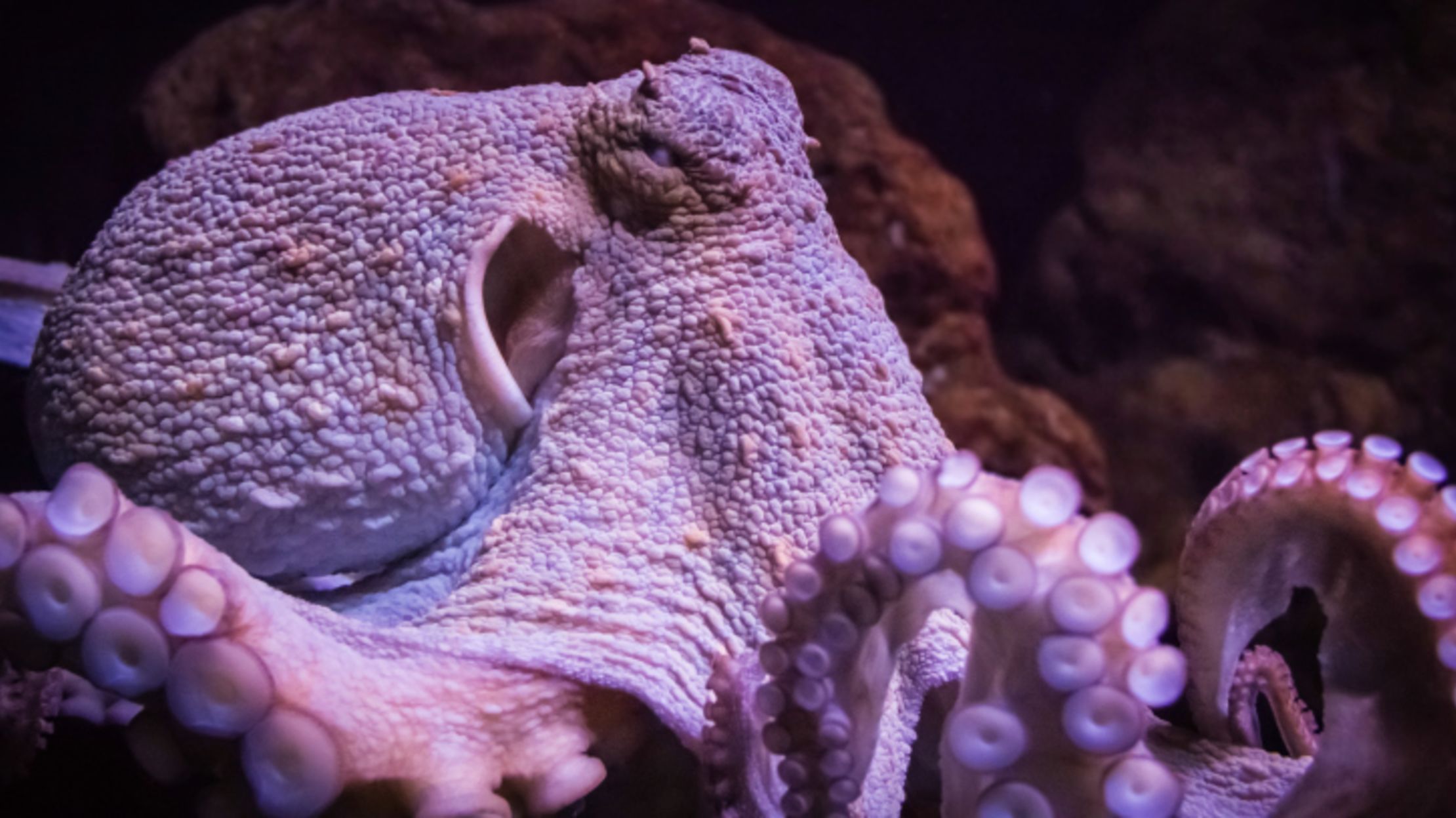 11 Octopuses Caught in the Act of Being Awesome Mental Floss