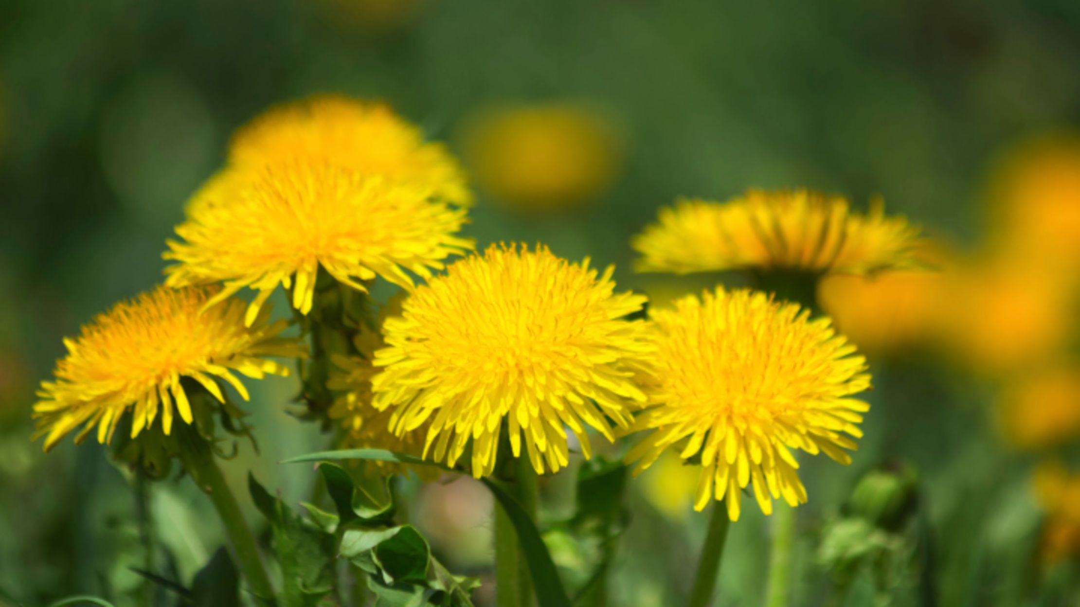 What S Inside A Dandelion Mental Floss