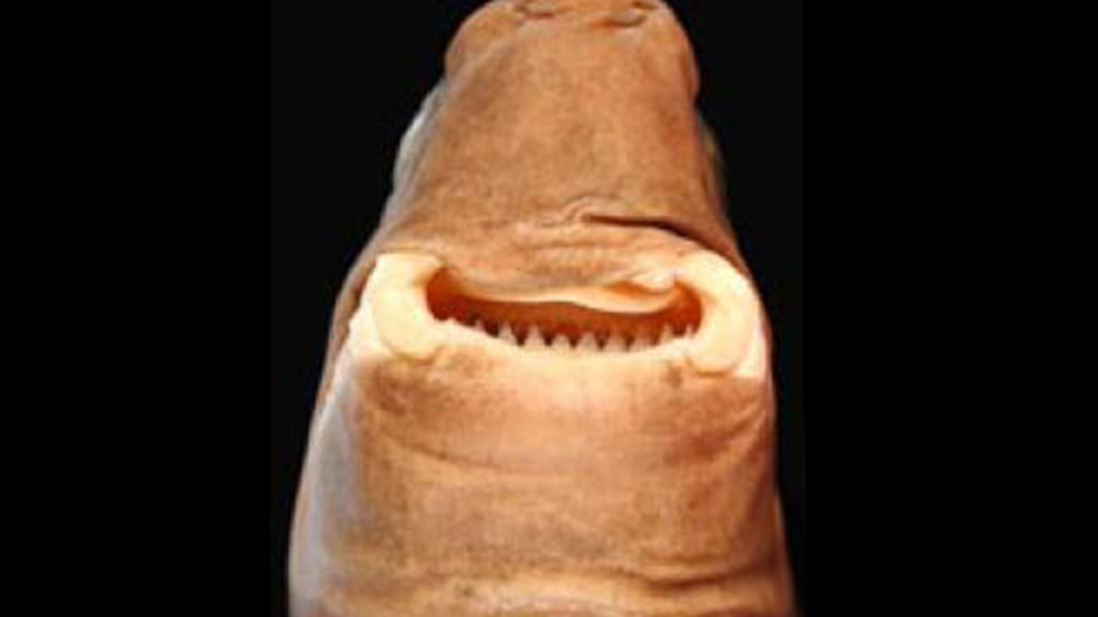 14 Facts About The Cookiecutter Shark Mental Floss
