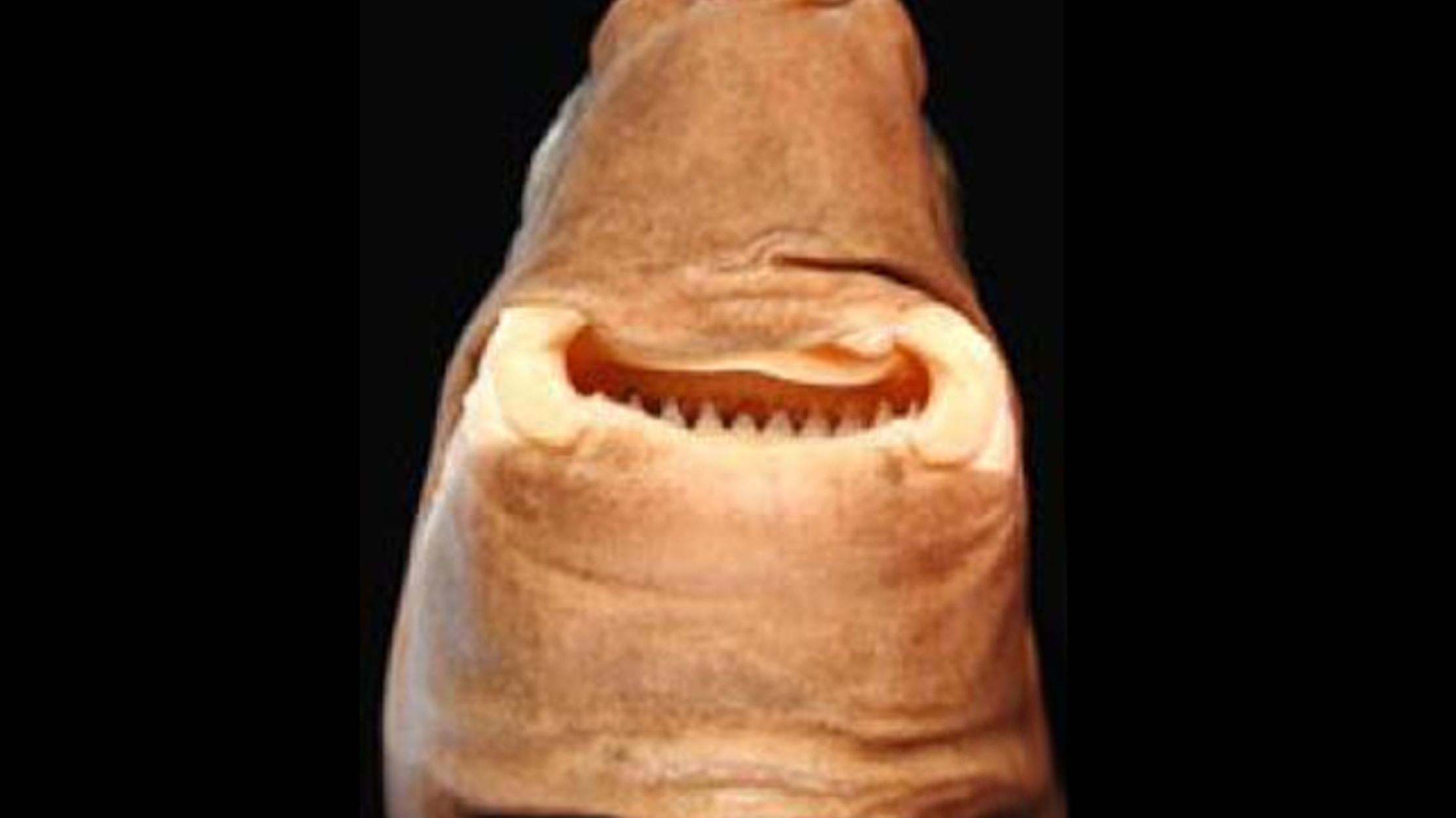 14 Facts About The Cookiecutter Shark Mental Floss 14 Facts About The Cookiecutter Shark Mental Floss