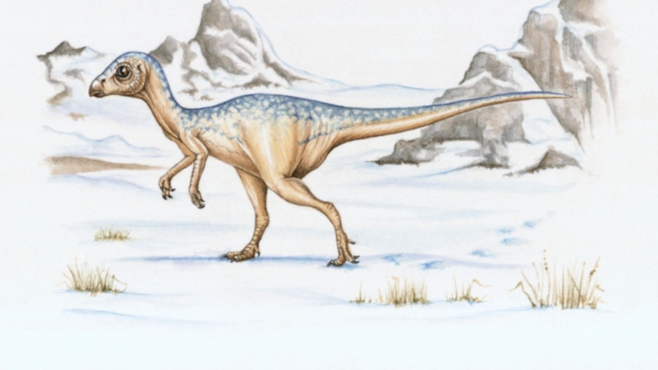 10 Facts About Leaellynasaura | Mental Floss