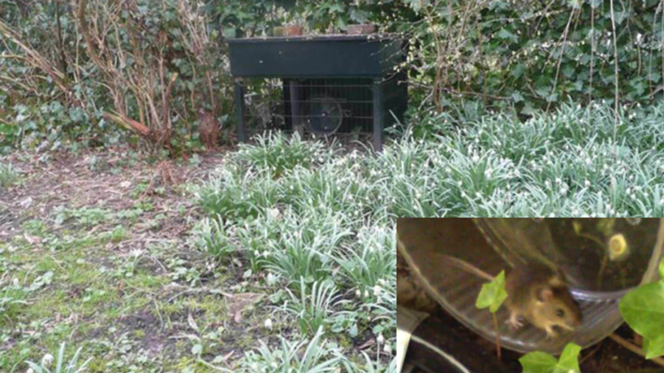 Will Wild Mice Use Running Wheels? Mental Floss