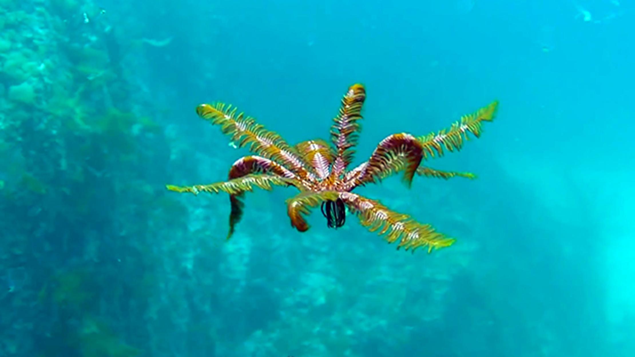 Your Daily Brain Soother Swimming Feather Star Mental Floss