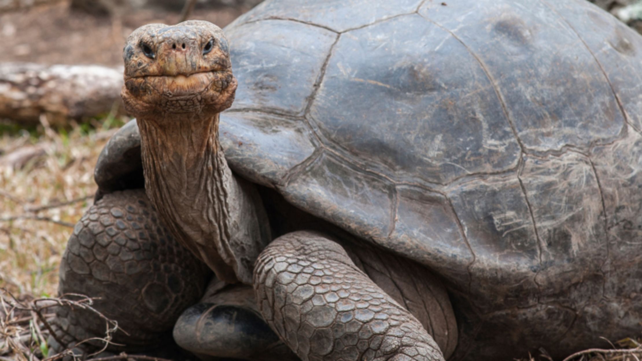 16 Fun Facts About Tortoises | Mental Floss