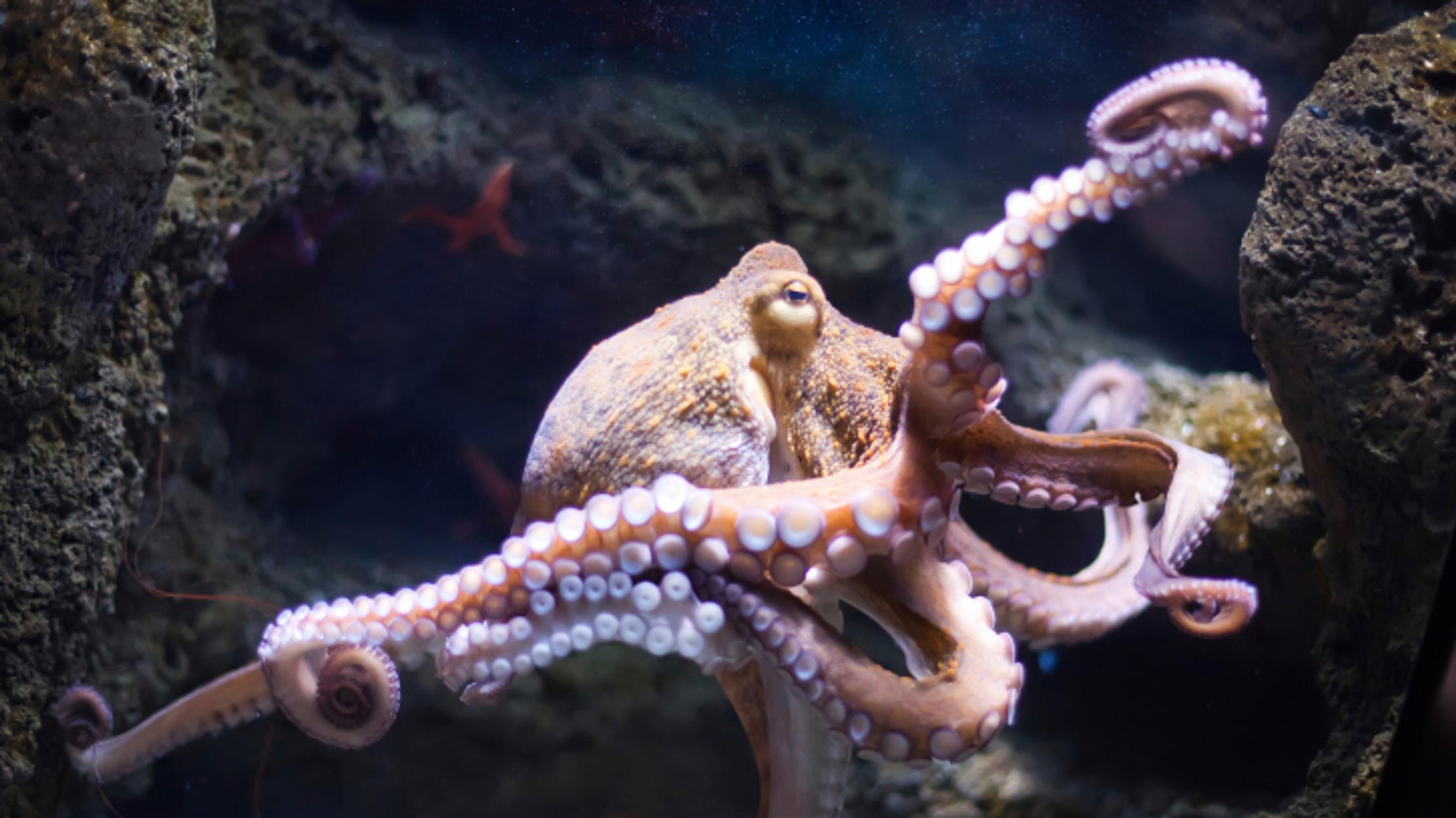 Why Don t Octopuses Get Stuck To Themselves Mental Floss