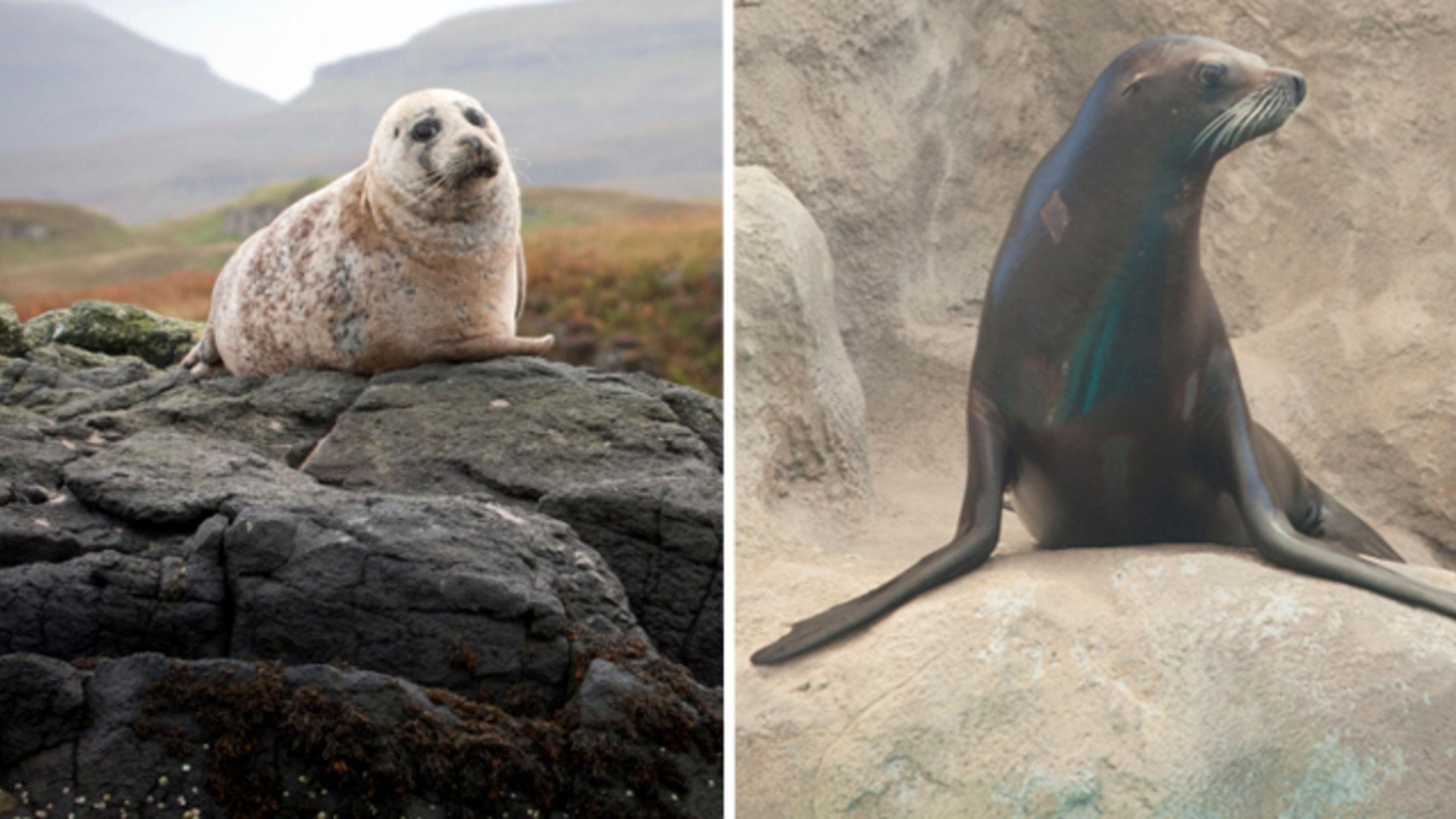 what is the difference between seals and sea lions what is the difference between seals and sea lions