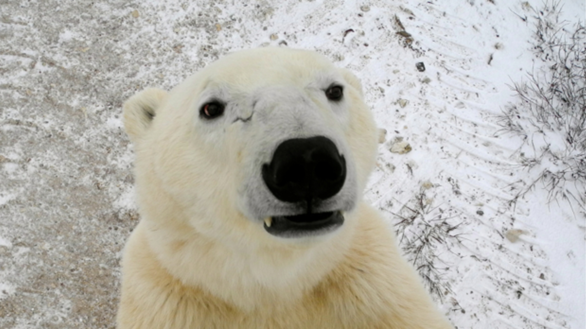 17 Scenes From The Polar Bear Capital Of The World Mental Floss