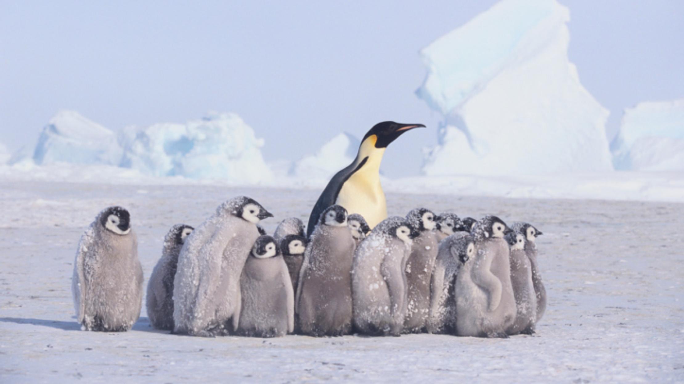 11 Awesome Animal Kingdom Moms Mental Floss