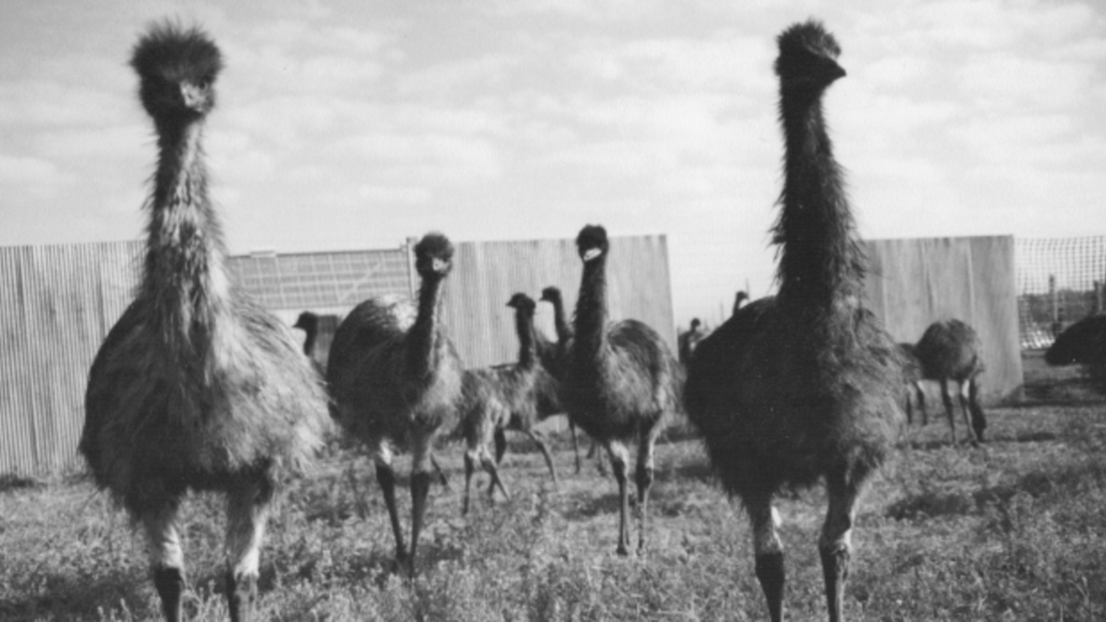 The Great Emu War 1932 | Mental Floss