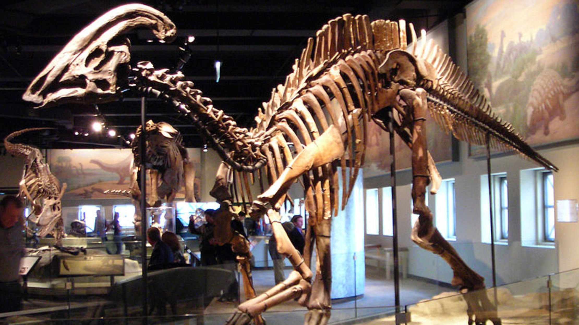 10 Things You Might Not Know About Parasaurolophus Mental Floss Parasaurolophus is a well known lambeosaurine dinosaur from late cretaceous north america, where it lived near the western interior seaway. mental floss