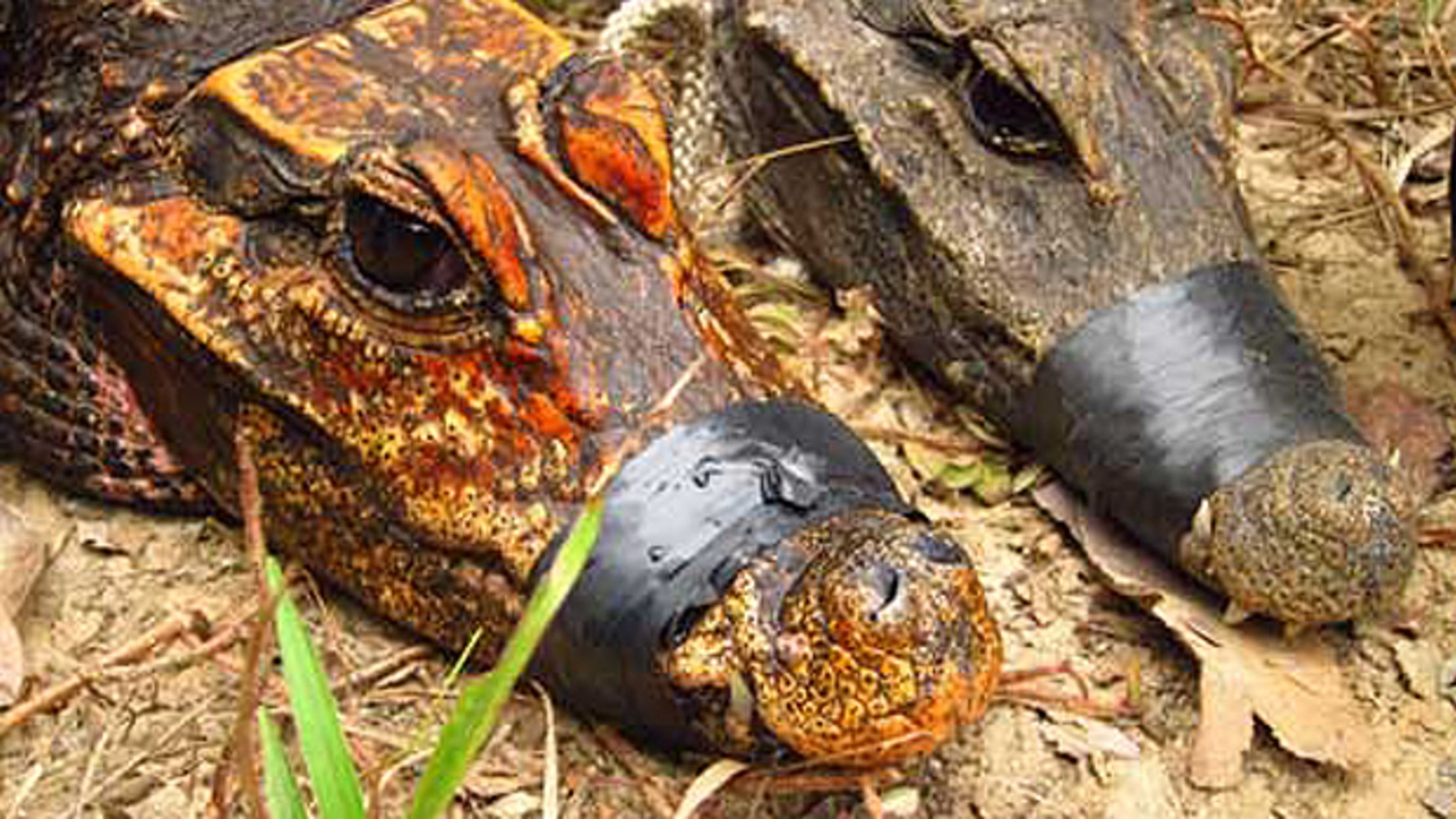 the-orange-cave-crocodiles-of-gabon-mental-floss