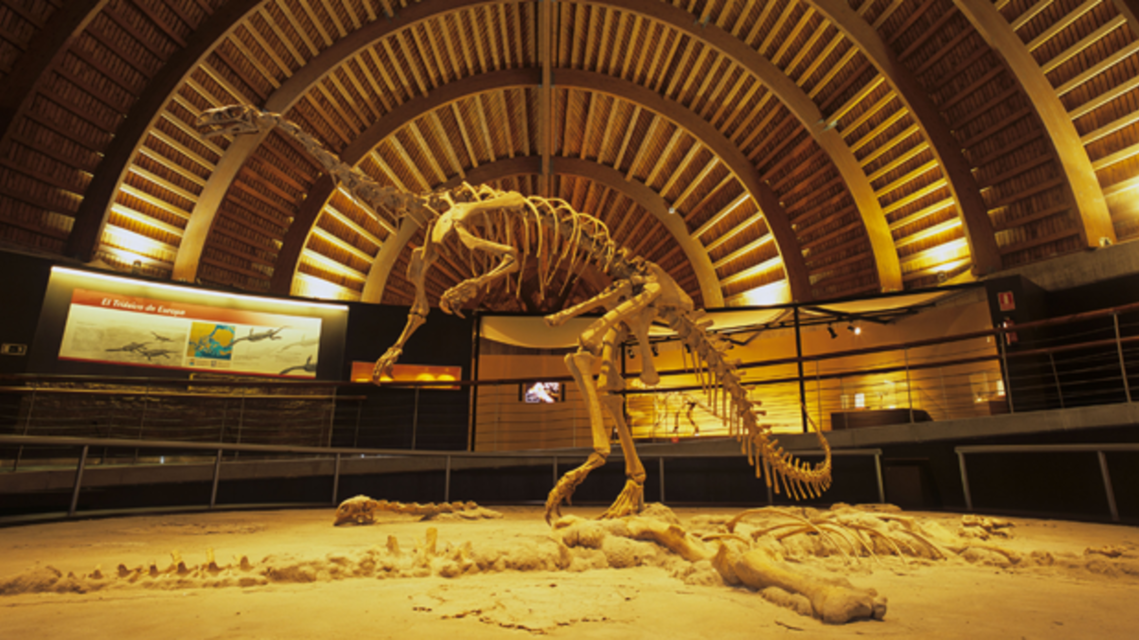 plateosaurus fossil