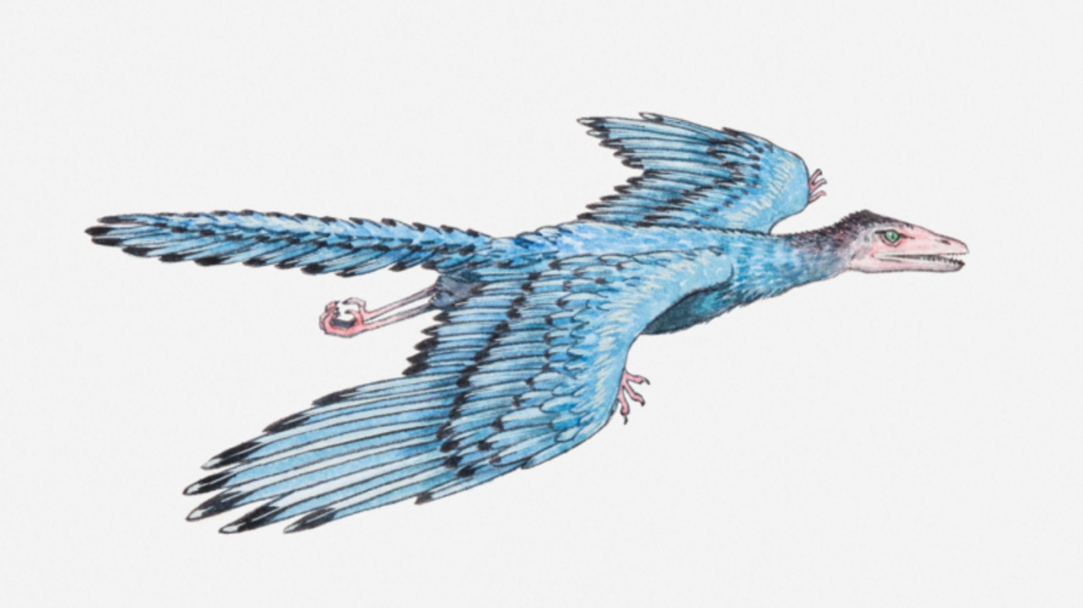 archaeopteryx plush