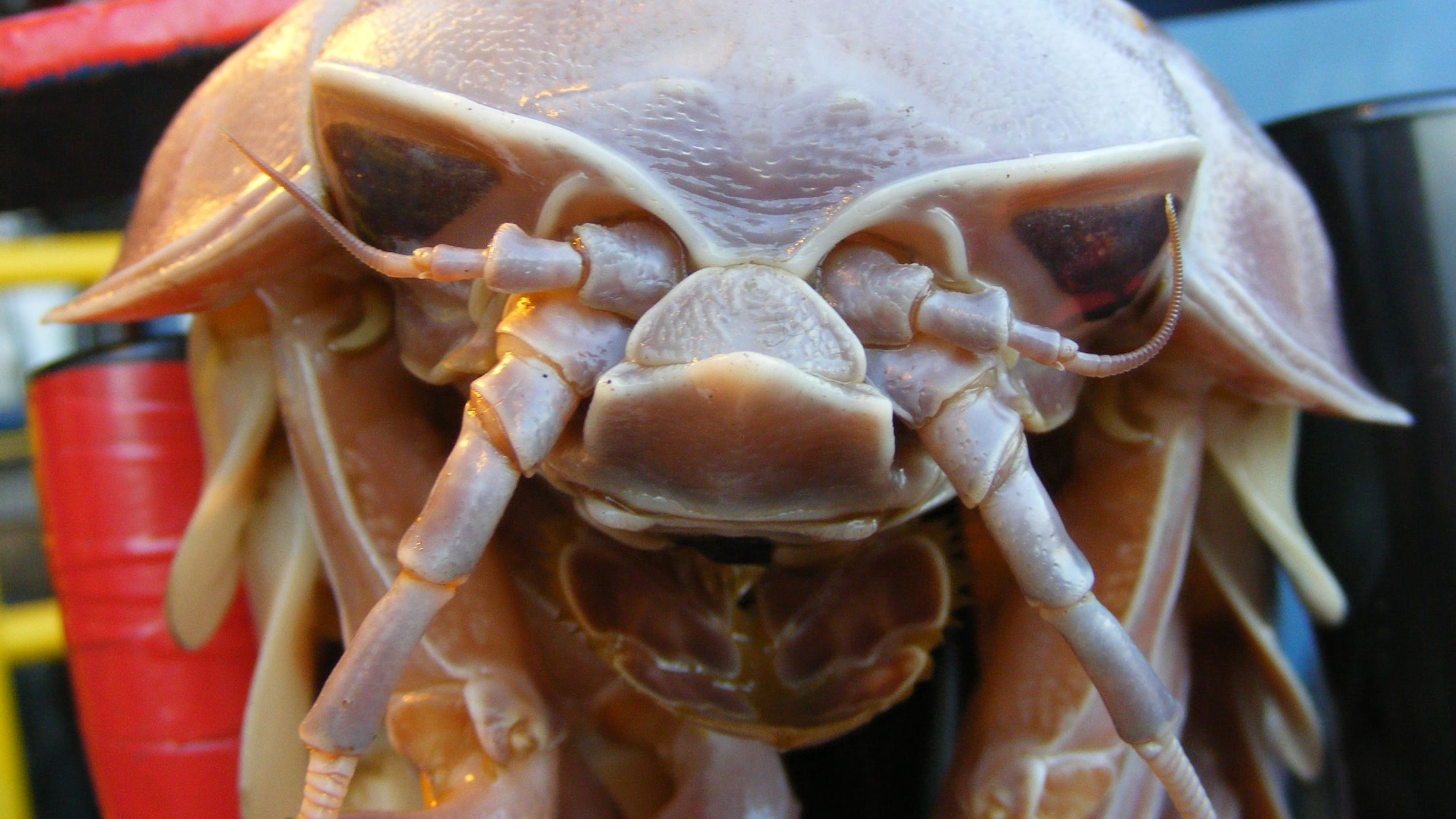 kawaii isopod