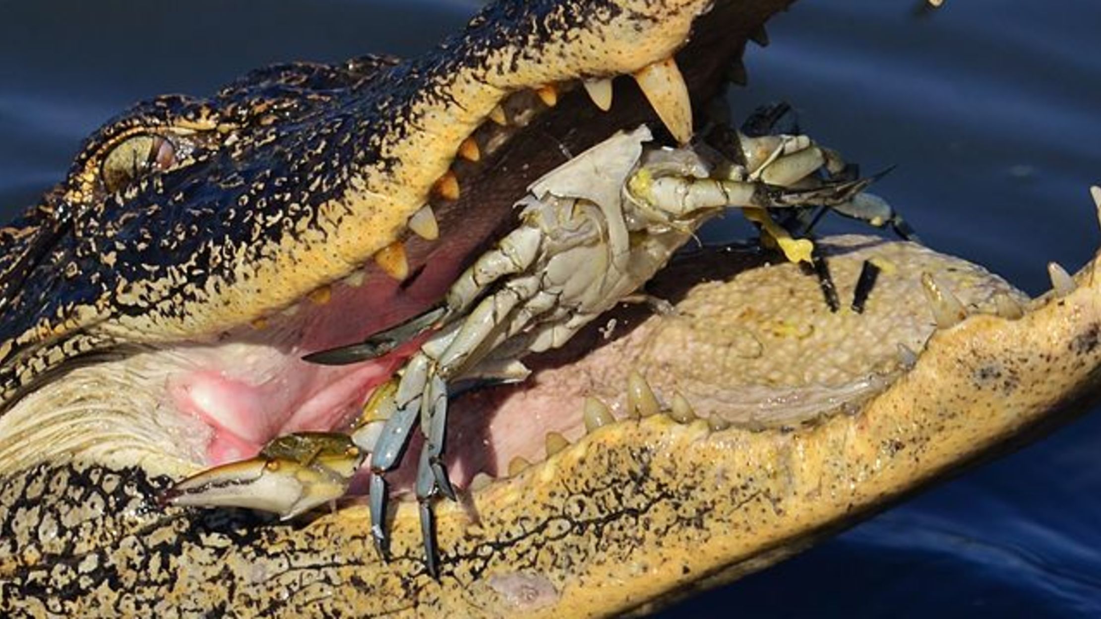 11 Terrifying and Amazing Facts About Alligators Mental Floss