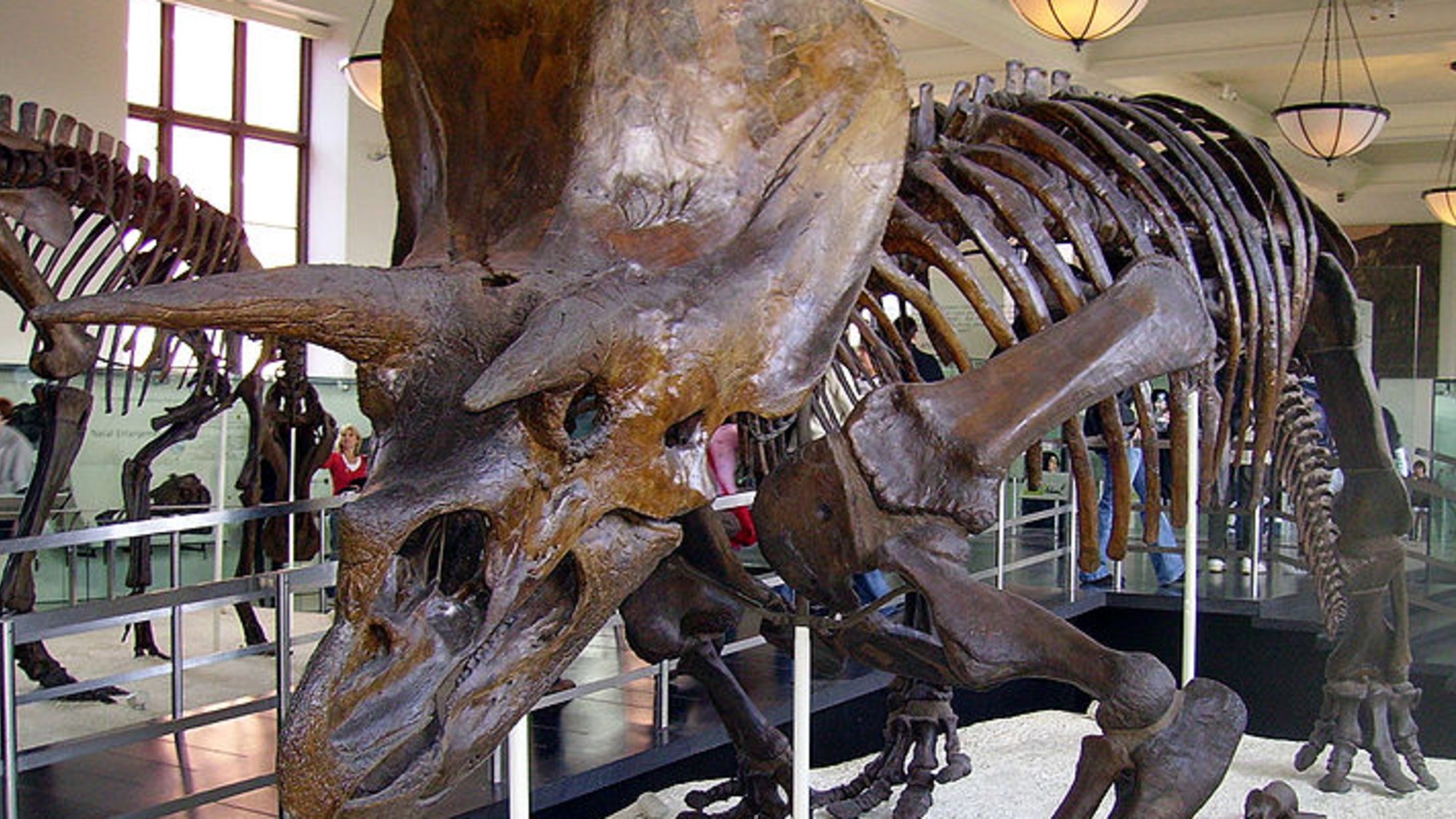 triceratops not a dinosaur