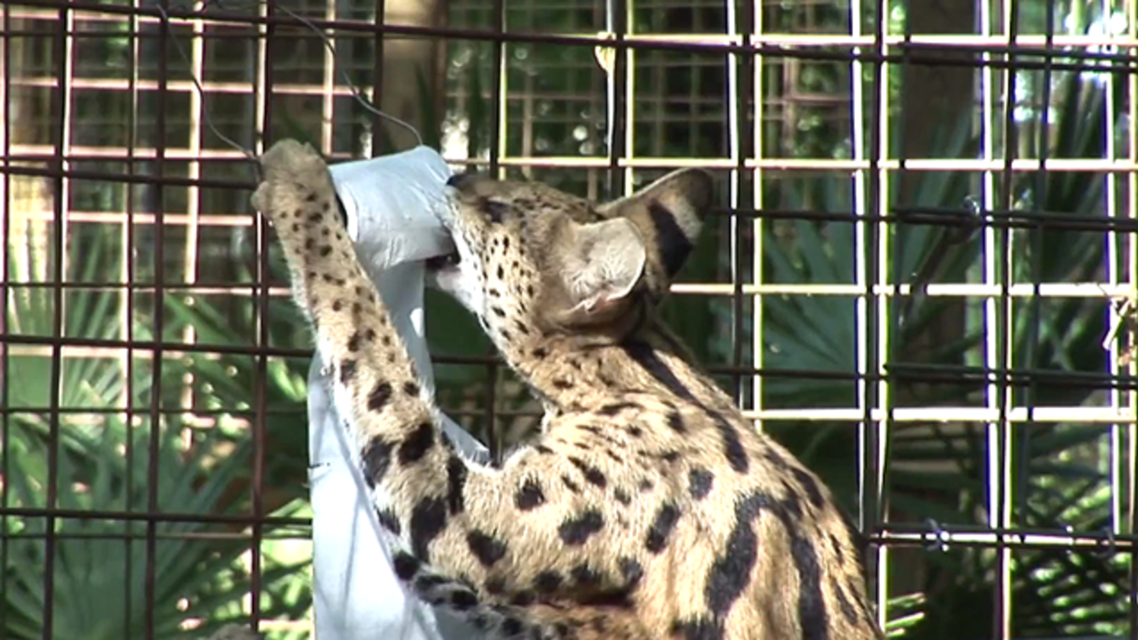 Watch These Big Cats Unravel Toilet Paper Mental Floss
