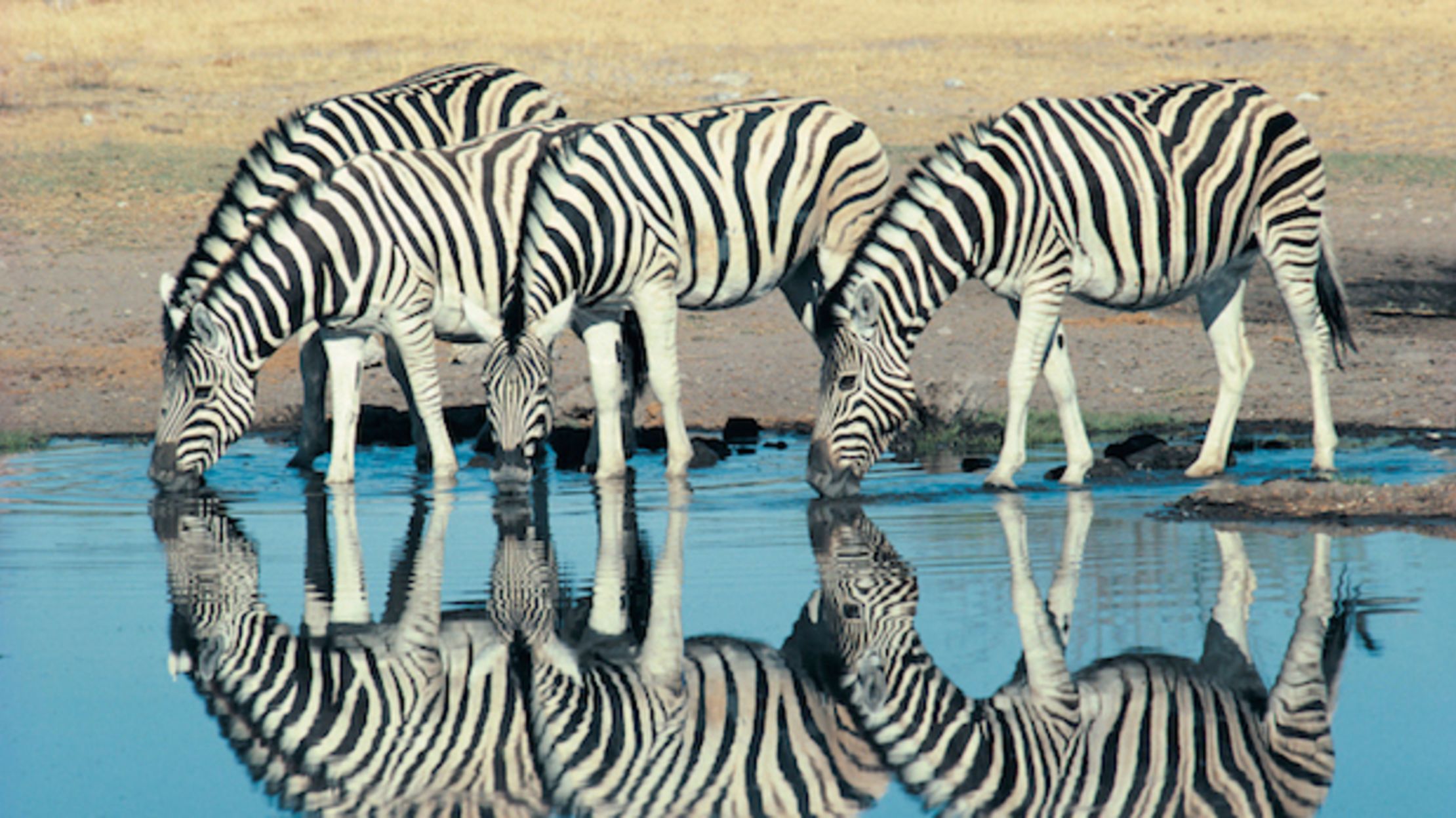 Why Do Zebras Have Stripes? | Mental Floss