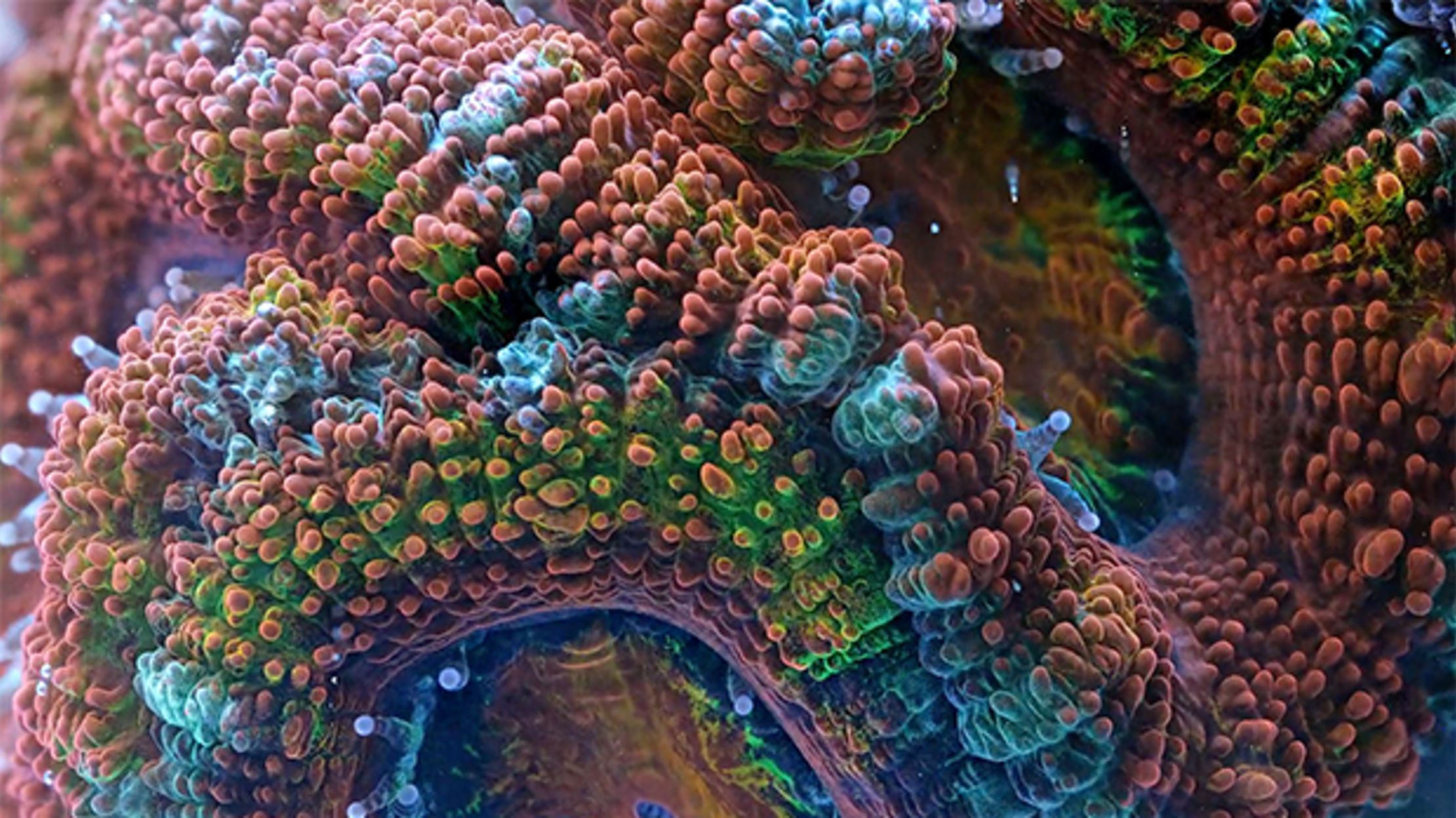corals timelapse stoupin