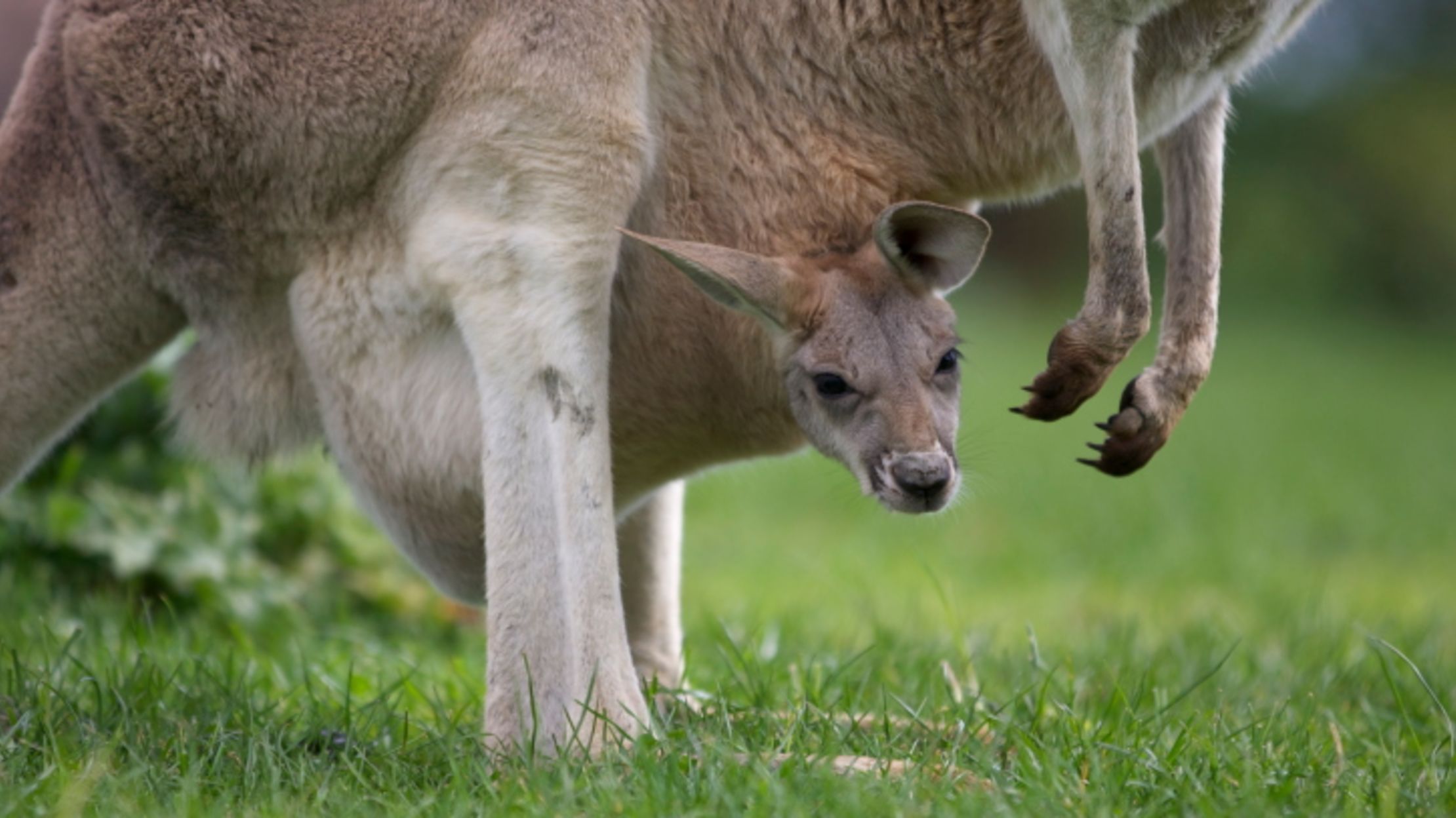 11 Animals That Are Super Small At Birth Mental Floss 11 Animals That Are Super Small At Birth Mental Floss