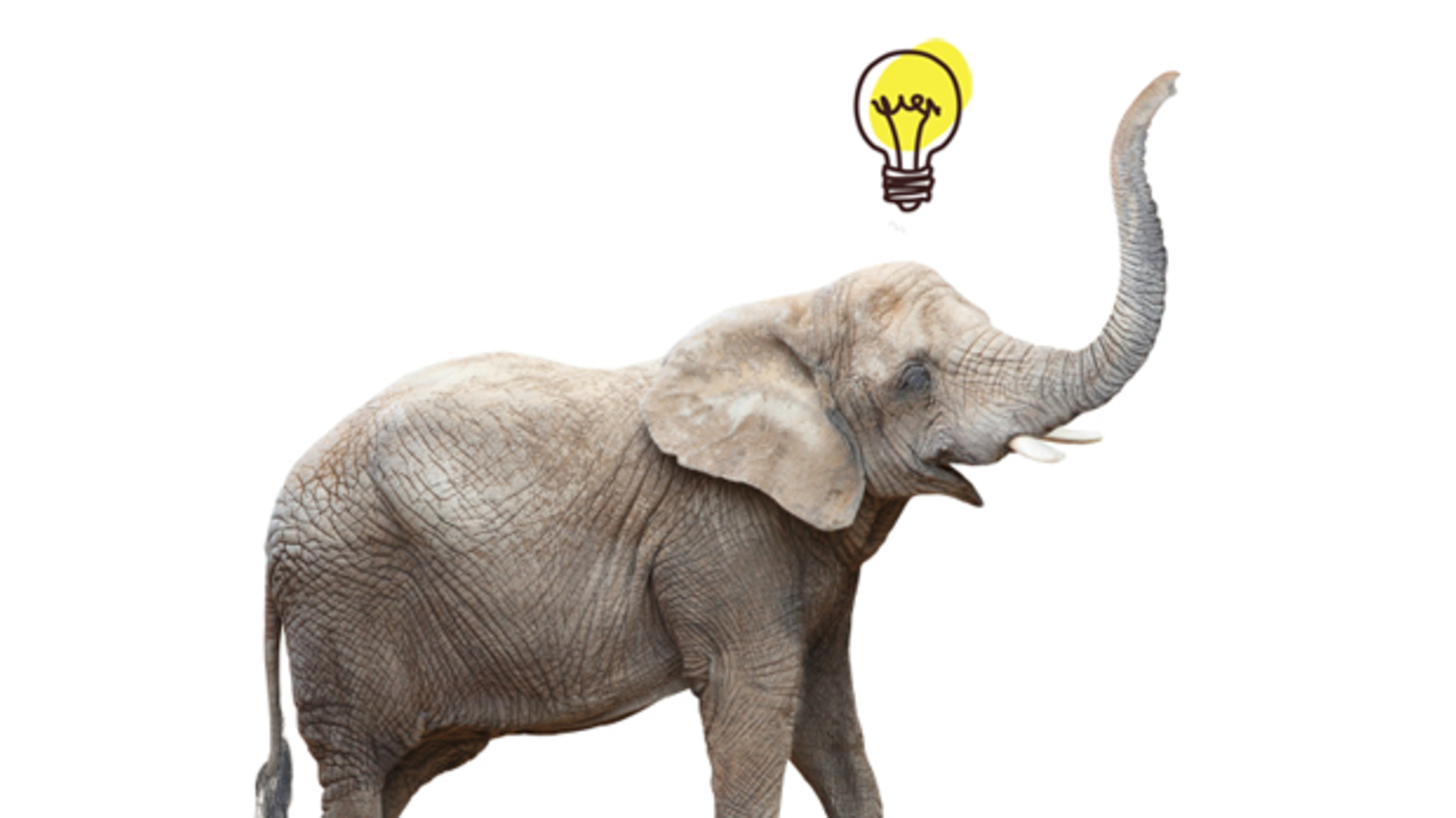 Elephant In Room That Needs To Be >> 7 Behaviors That Prove Elephants Are Incredibly Smart Mental Floss Elephant In Room That Needs To Be >> 7 Behaviors That Prove Elephants Are Incredibly Smart Mental Floss