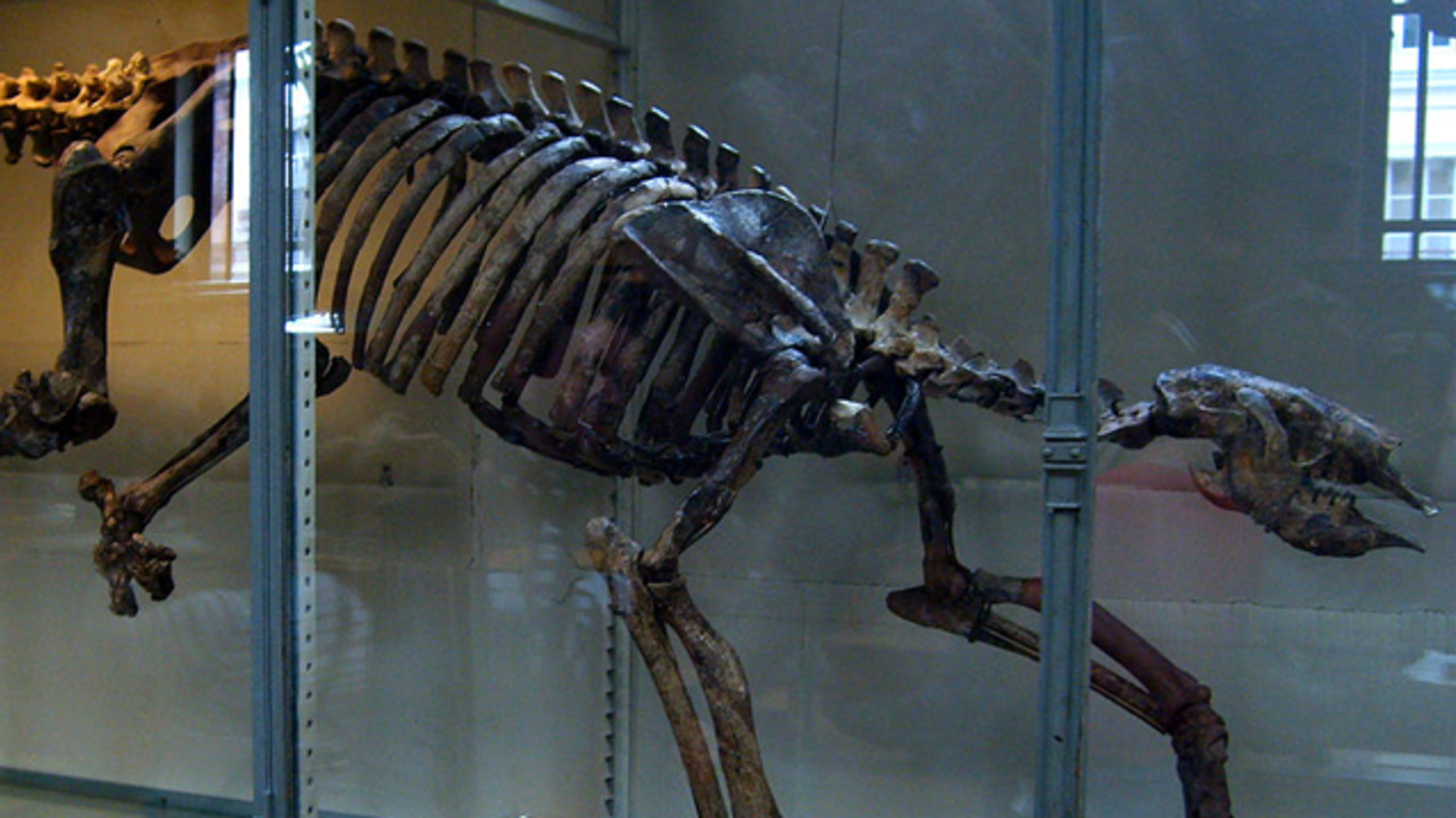 Swimming with Giant Sloths | Mental Floss