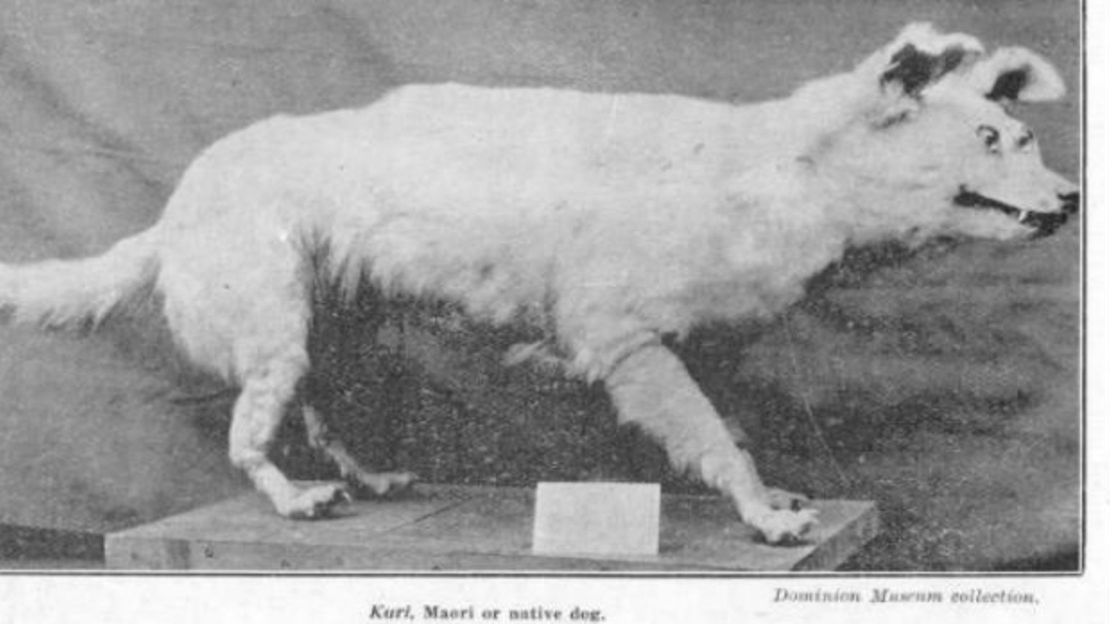 11 Dog Breeds That No Longer Exist Mental Floss