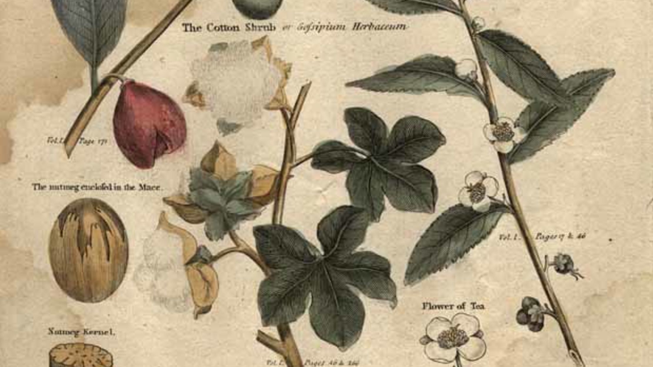 Why is Connecticut Called the “Nutmeg State”? Mental Floss